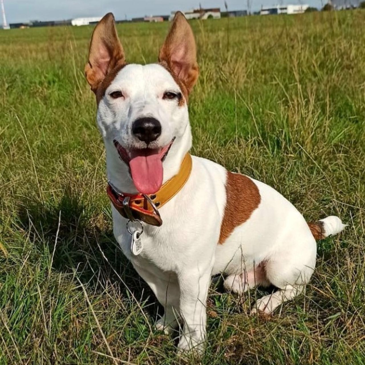 Soutěžní fotografie - Sam,  Jack Russell Teriér