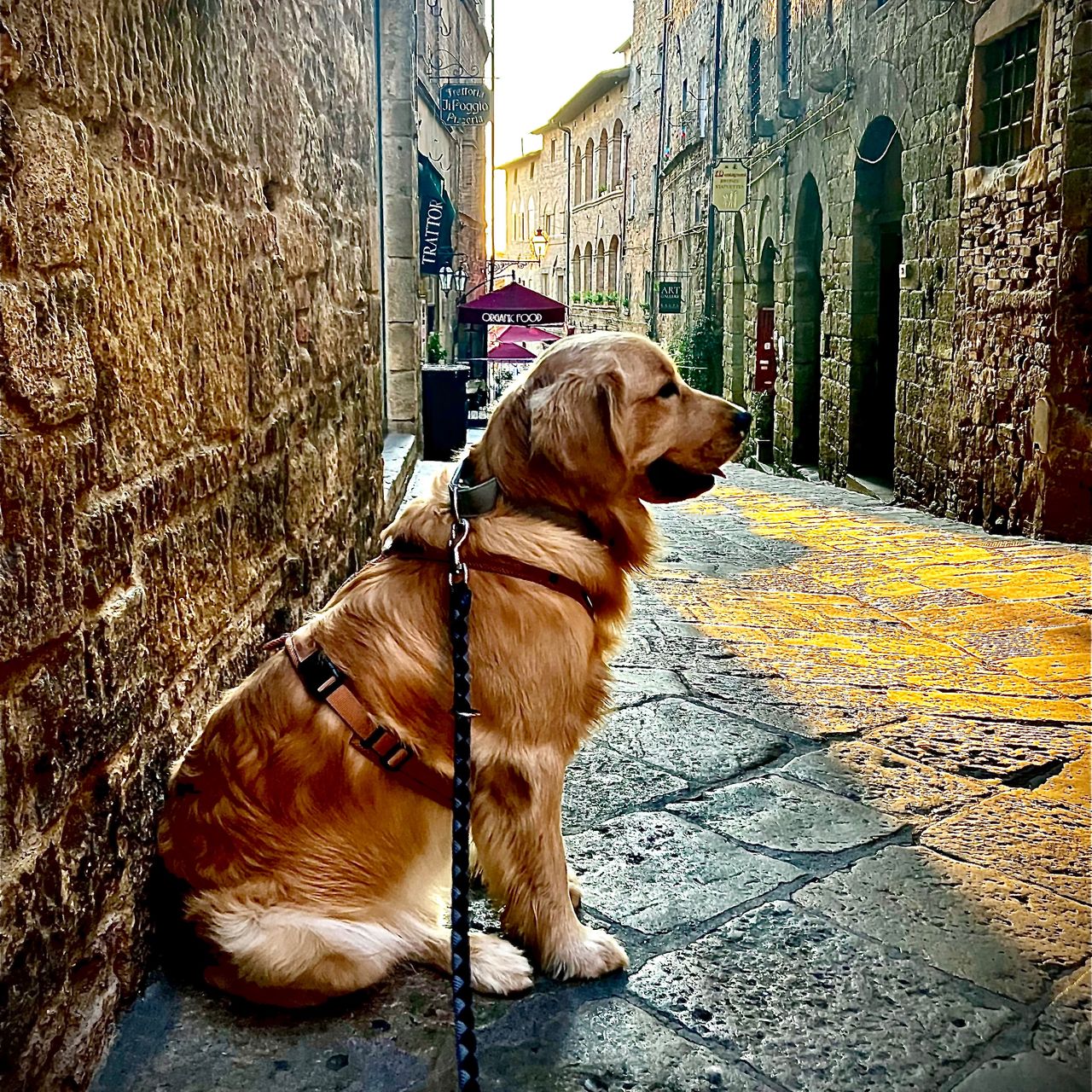 Soutěžní fotografie - Enzo,  Zlatý retriever