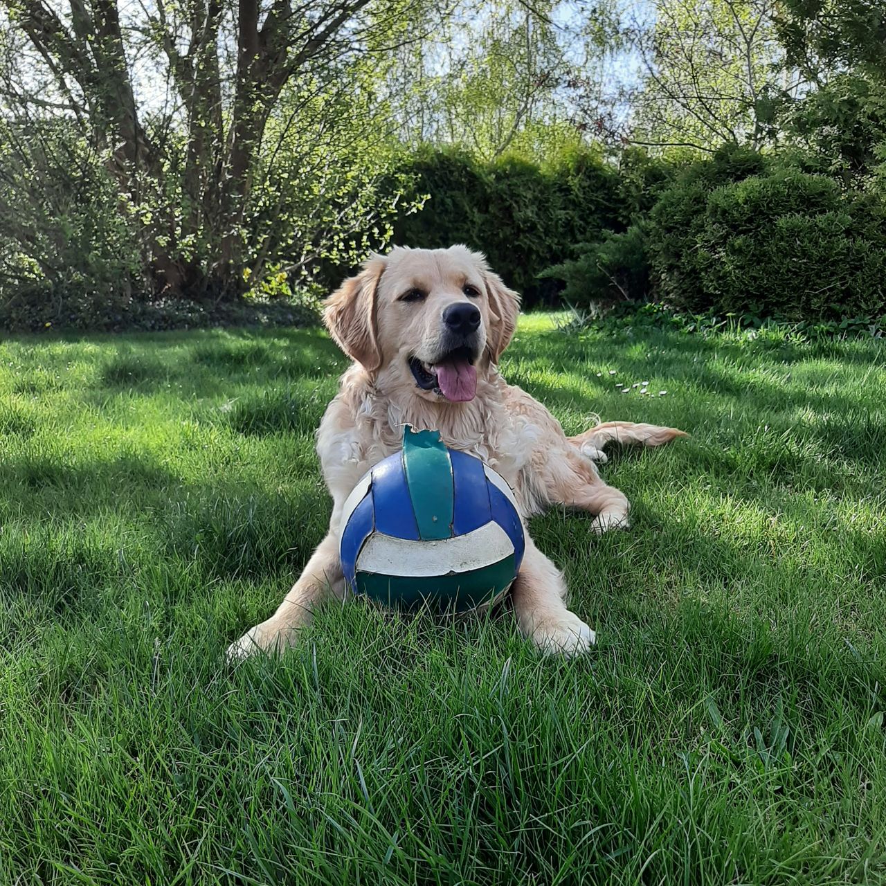 Soutěžní fotografie - Mája,  Zlatý retriever