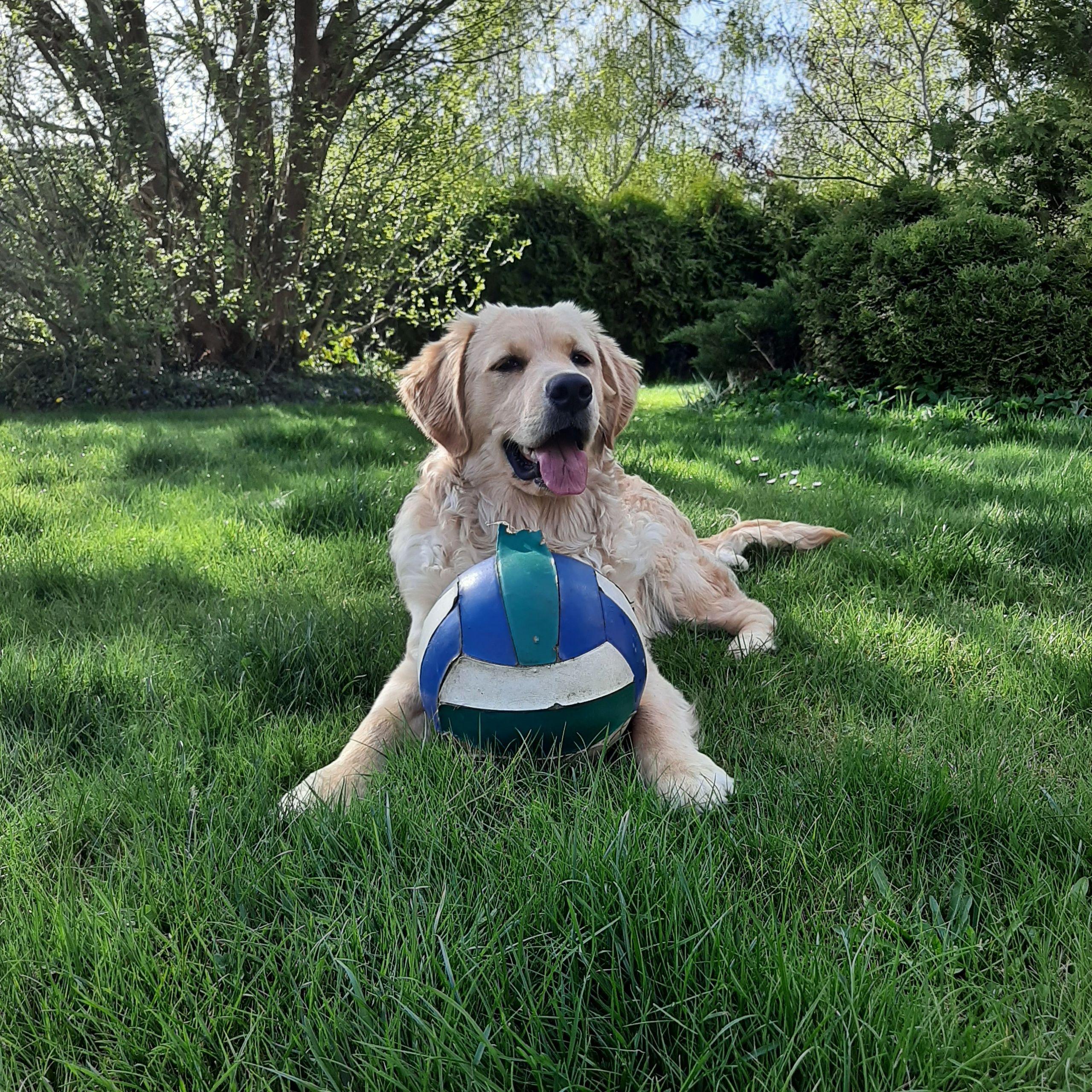 Soutěžní fotografie - Mája,  Zlatý retriever