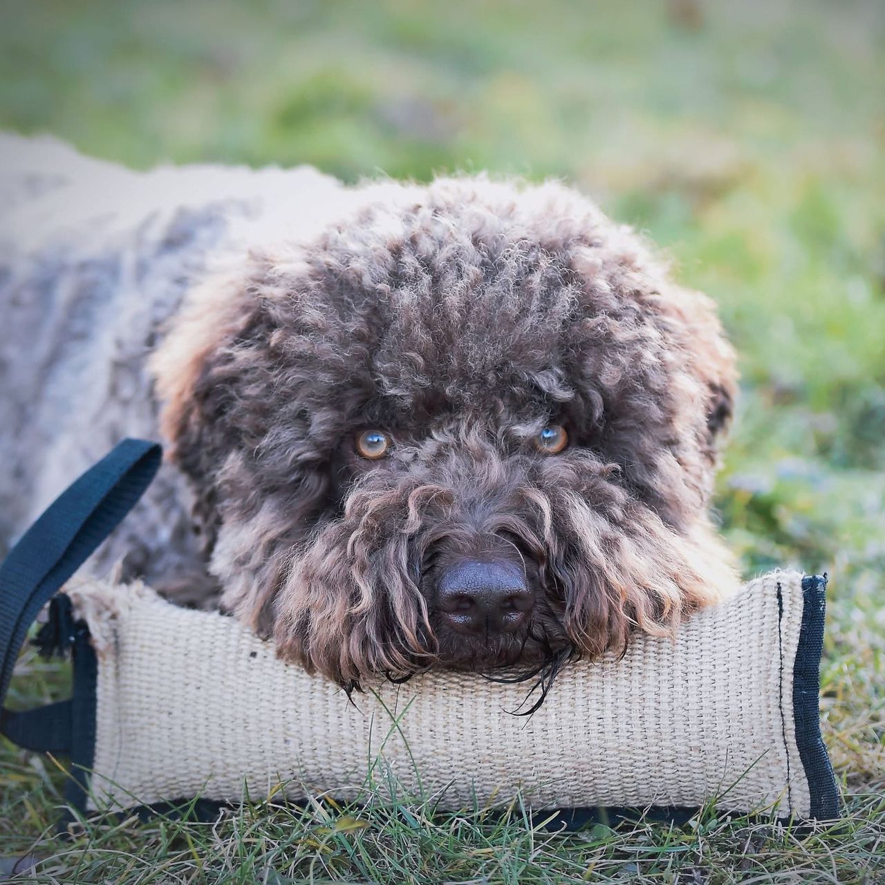 Soutěžní fotografie - Fido,  Lagotto romagnolo