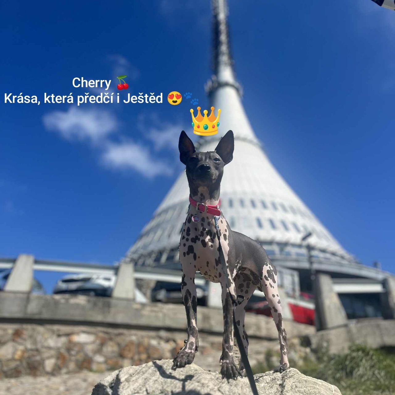 Soutěžní fotografie - Cherry,  Americký bezsrstý terier