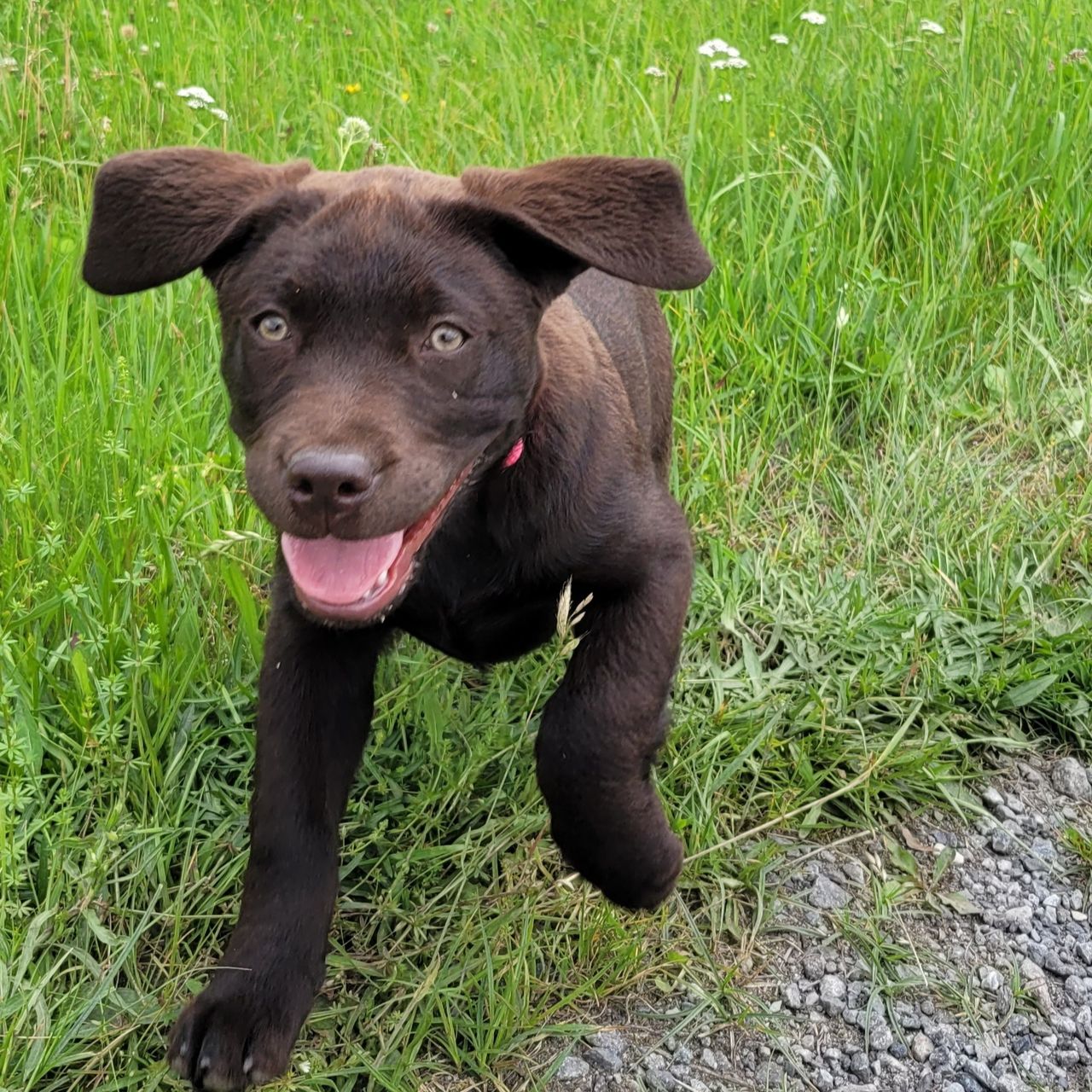 Soutěžní fotografie - Bessie,  Labradorský retriever