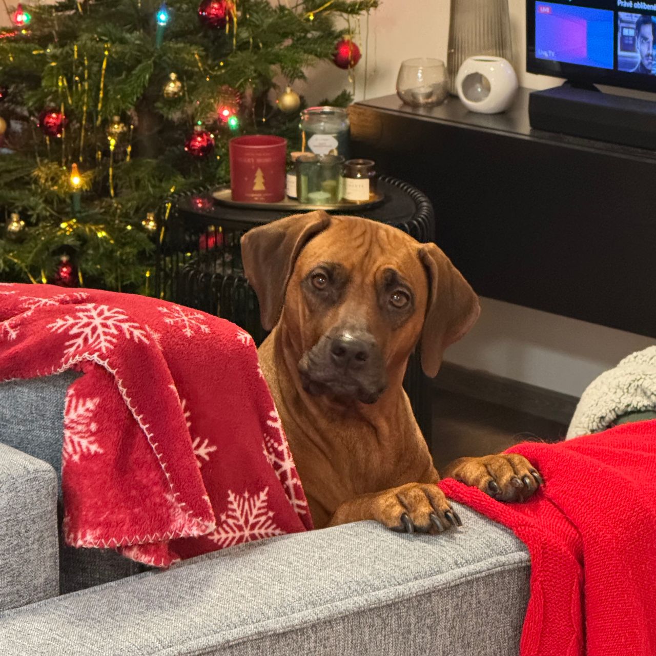 Soutěžní fotografie - Lia,  Rhodéský ridgeback