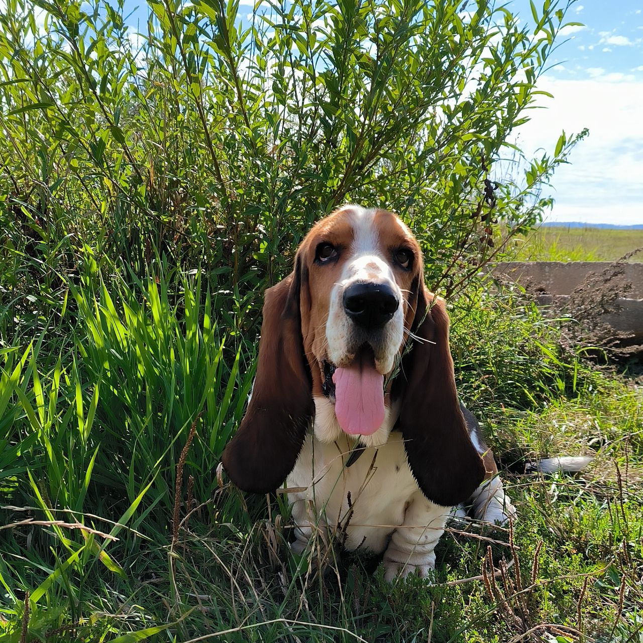 Soutěžní fotografie - Bourbon,  Basset Hound