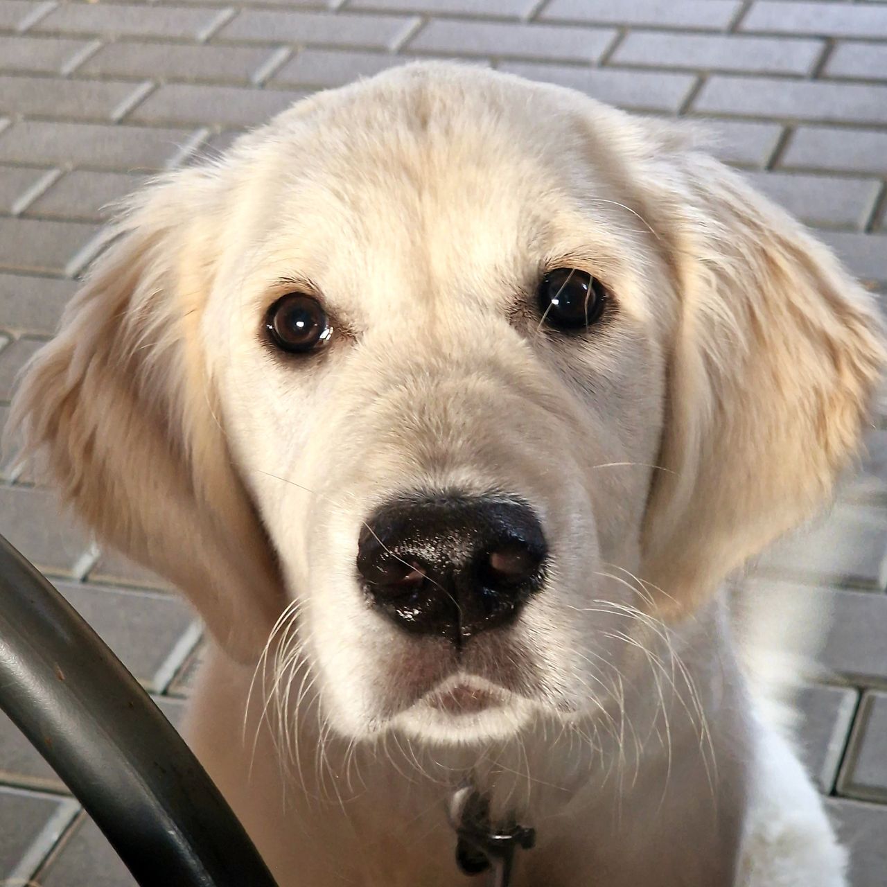 Soutěžní fotografie - Connor,  Zlatý retriever