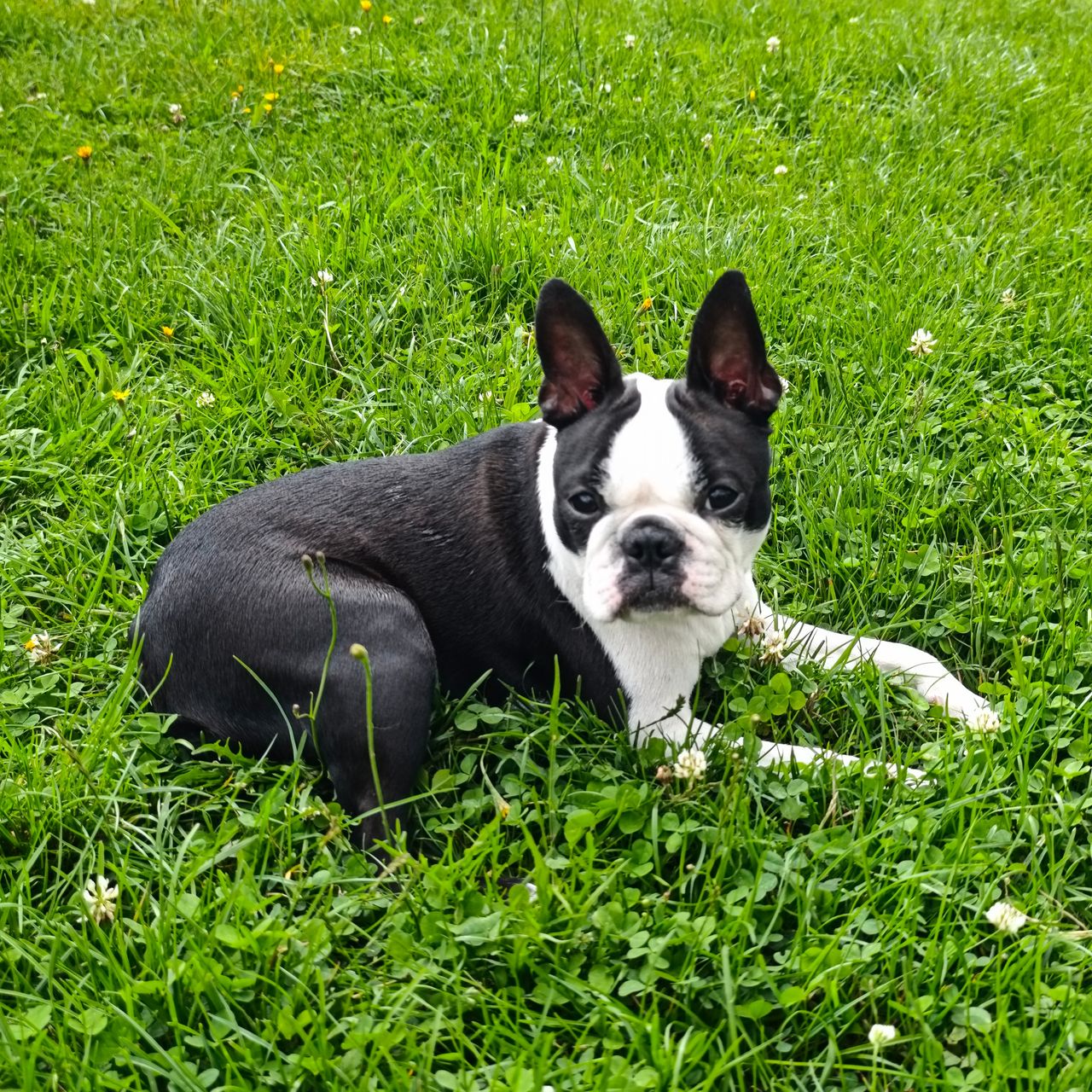 Soutěžní fotografie - Coco,  Bostonský terier