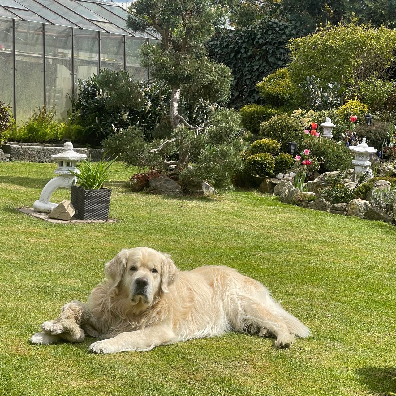 Soutěžní fotografie - Buddy,  Zlatý retriever