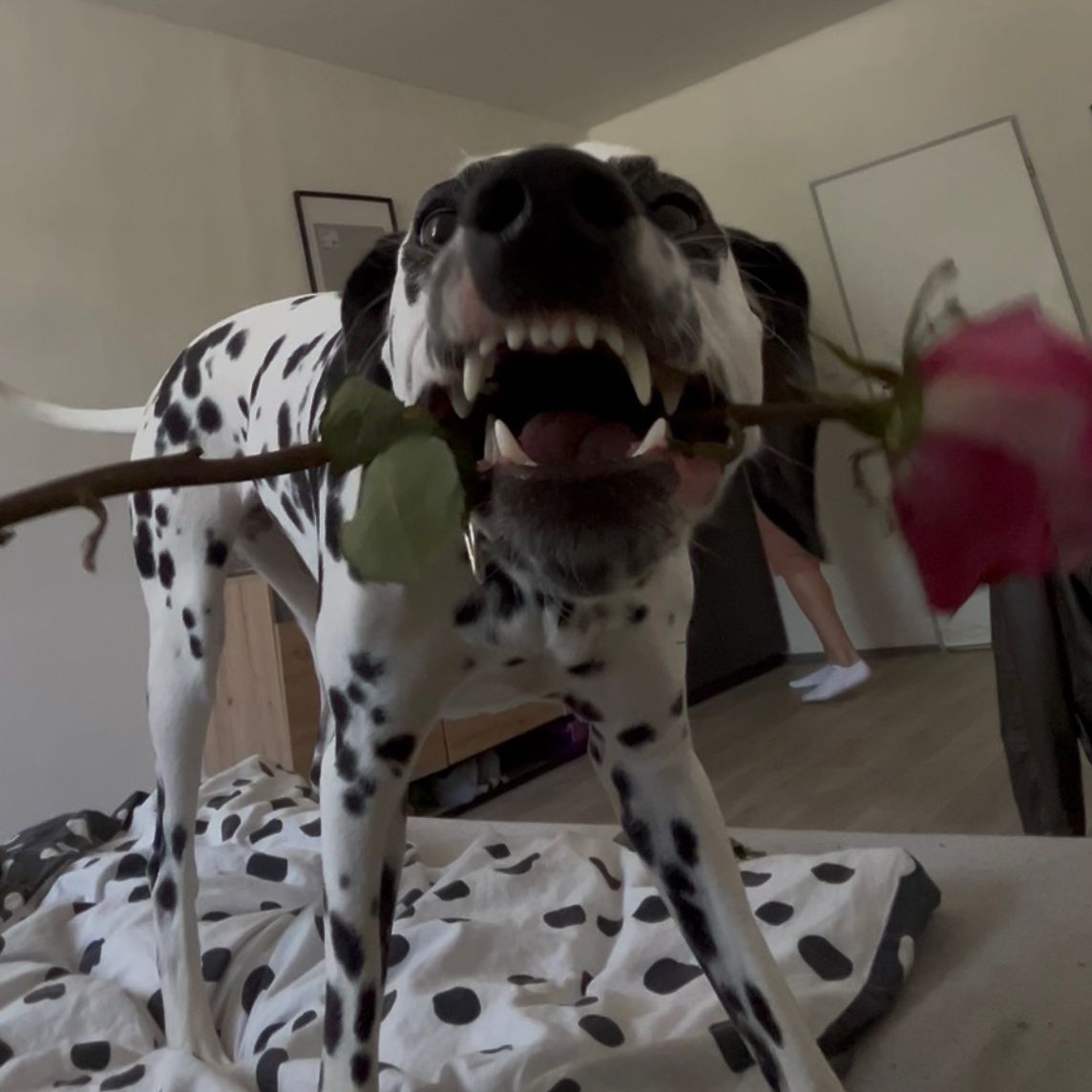 Soutěžní fotografie - Lola,  Dalmatin
