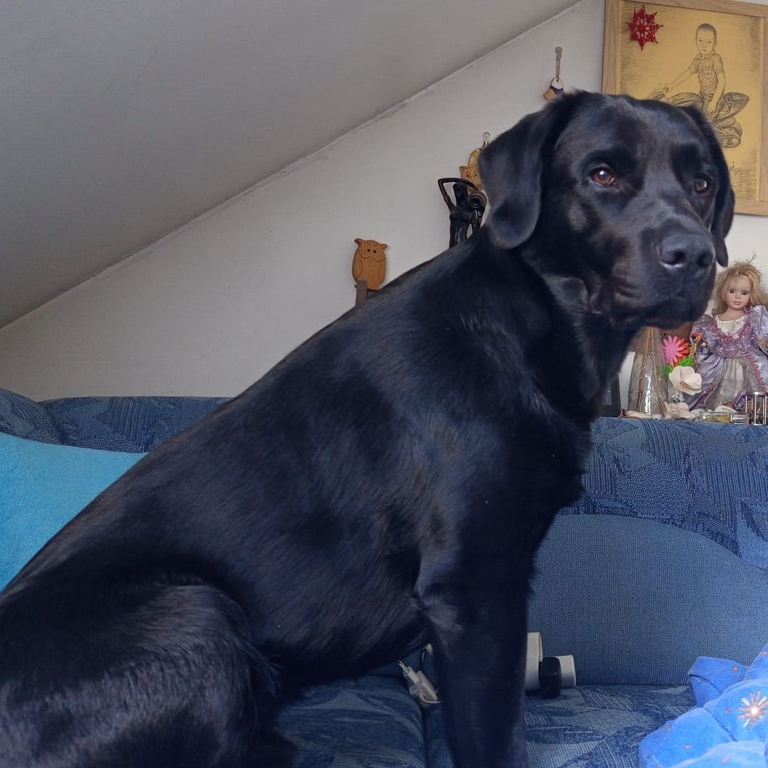 Soutěžní fotografie - Rico,  Labradorský retriever