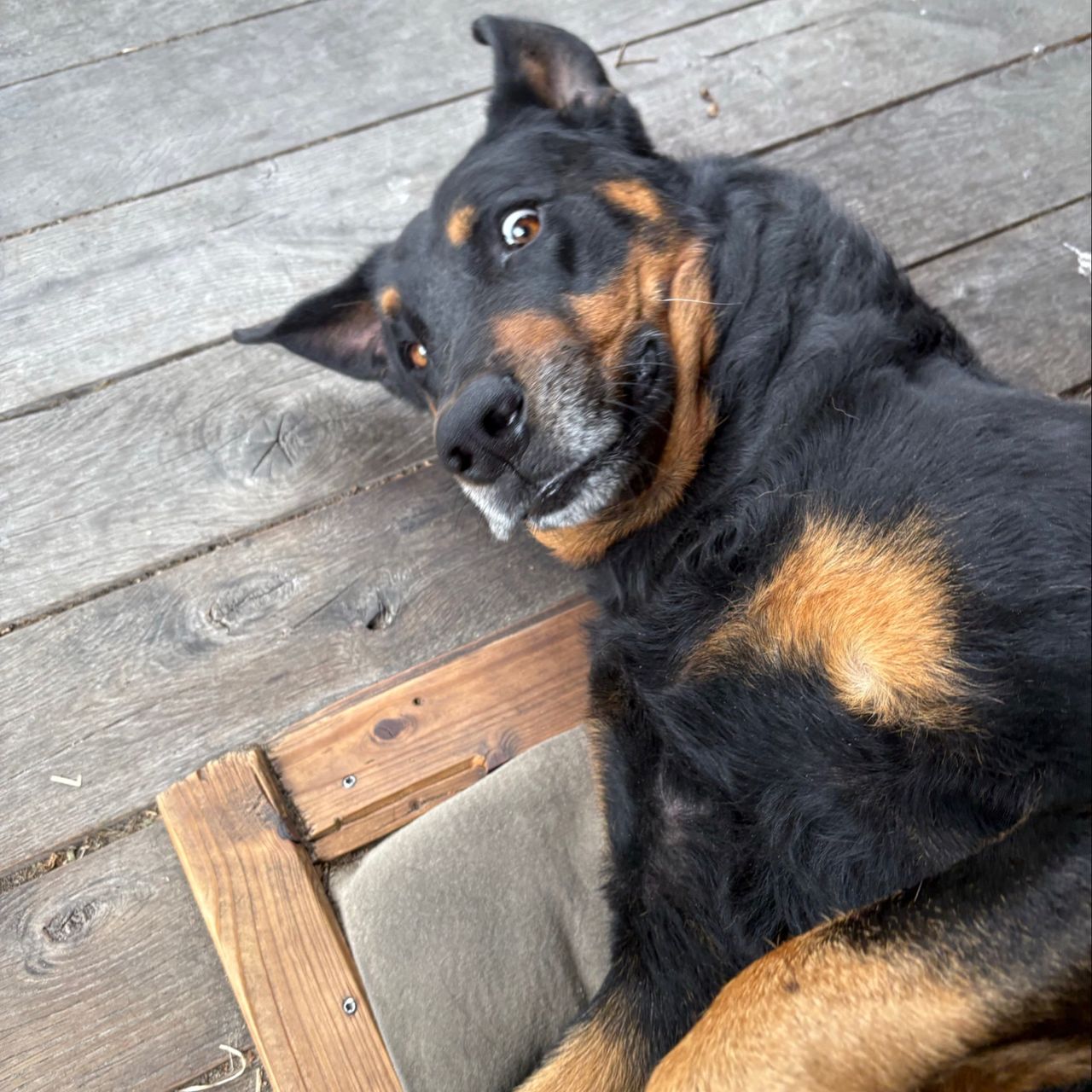 Soutěžní fotografie - Larry,  Beauceron Berger de Beauce