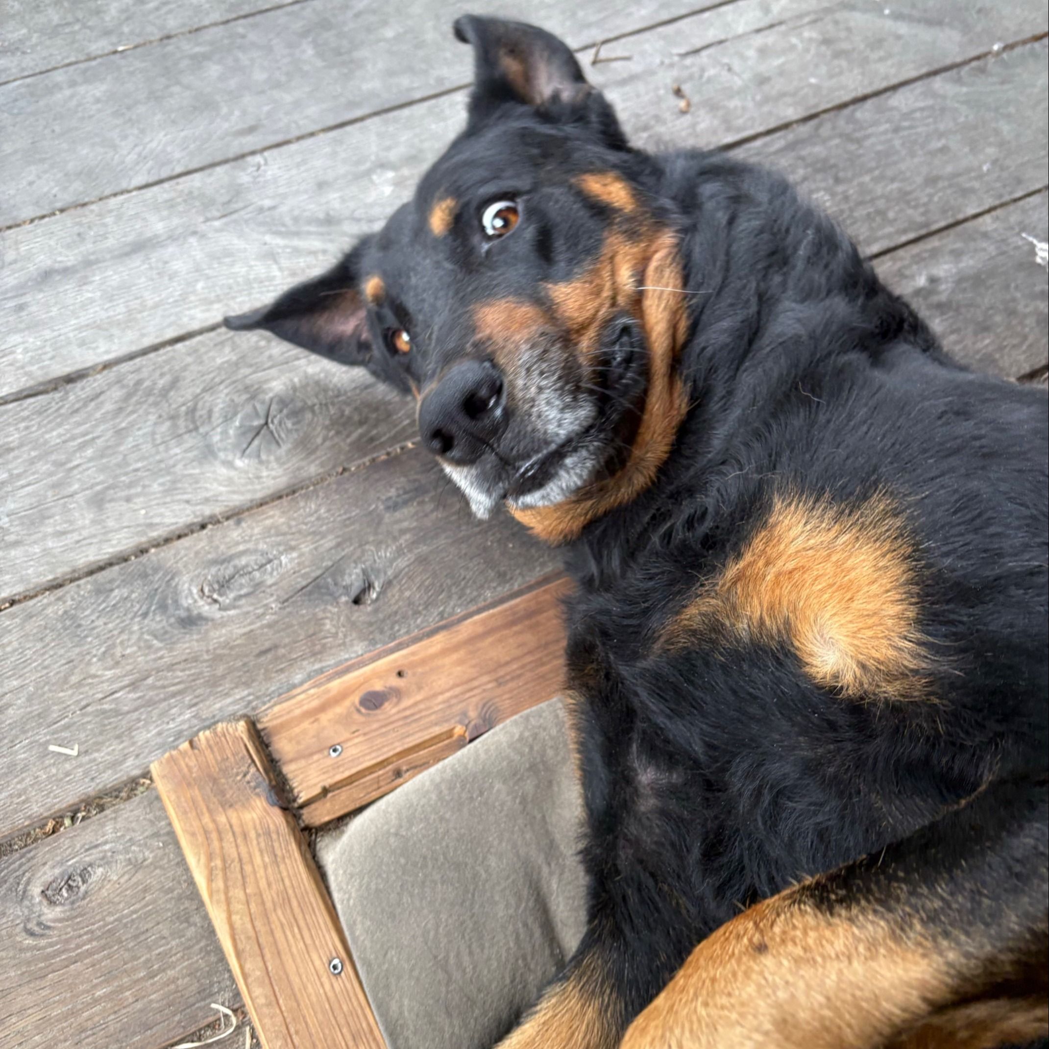 Soutěžní fotografie - Larry,  Beauceron Berger de Beauce
