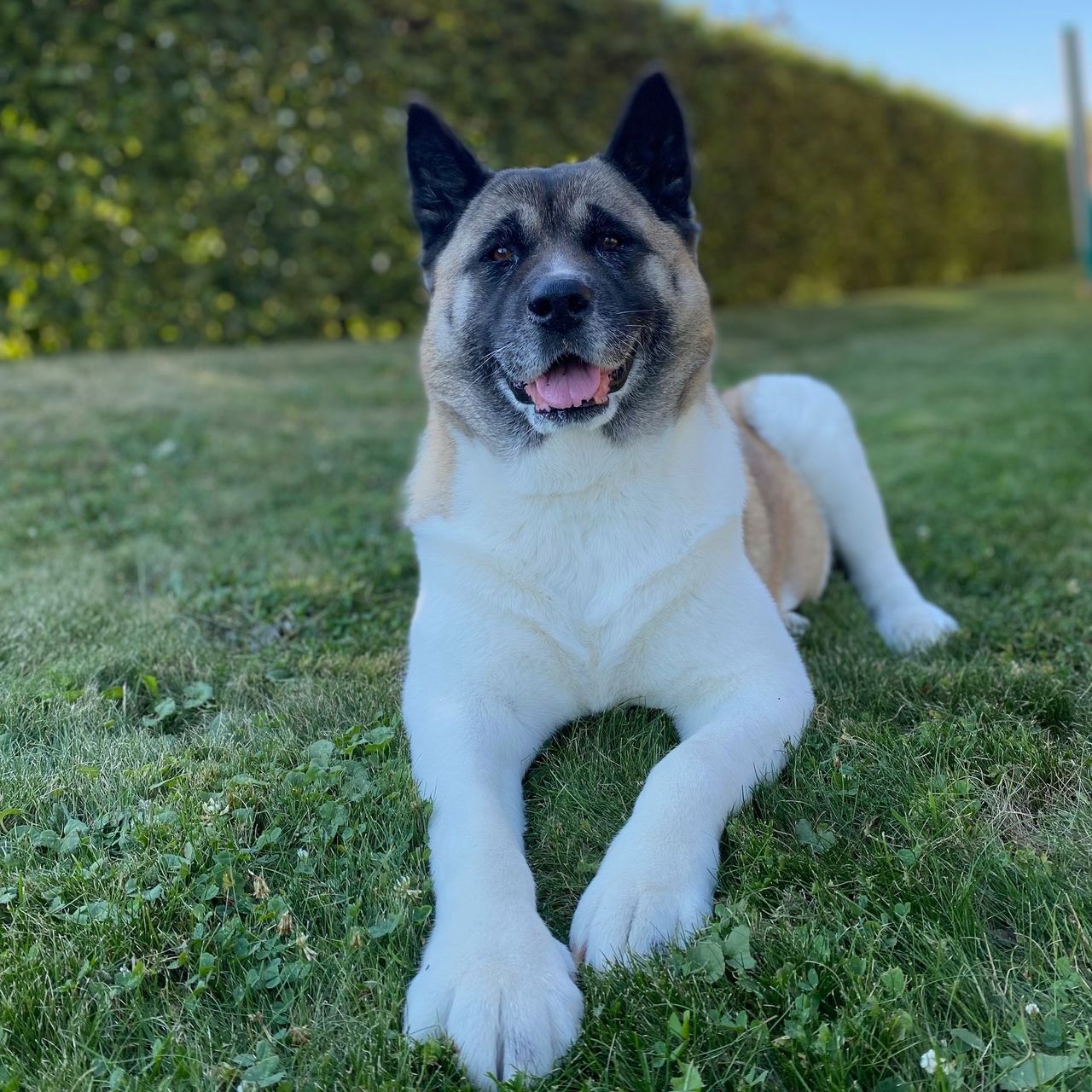 Soutěžní fotografie - Mia,  Americká akita