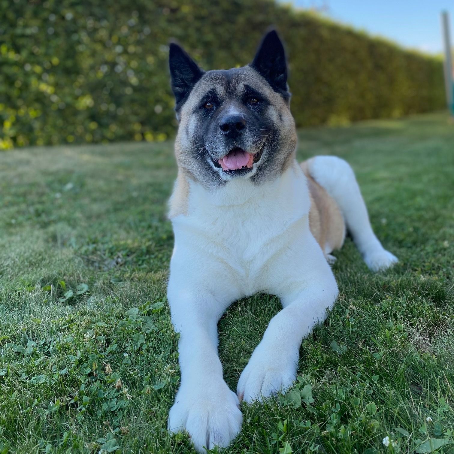 Soutěžní fotografie - Mia,  Americká akita