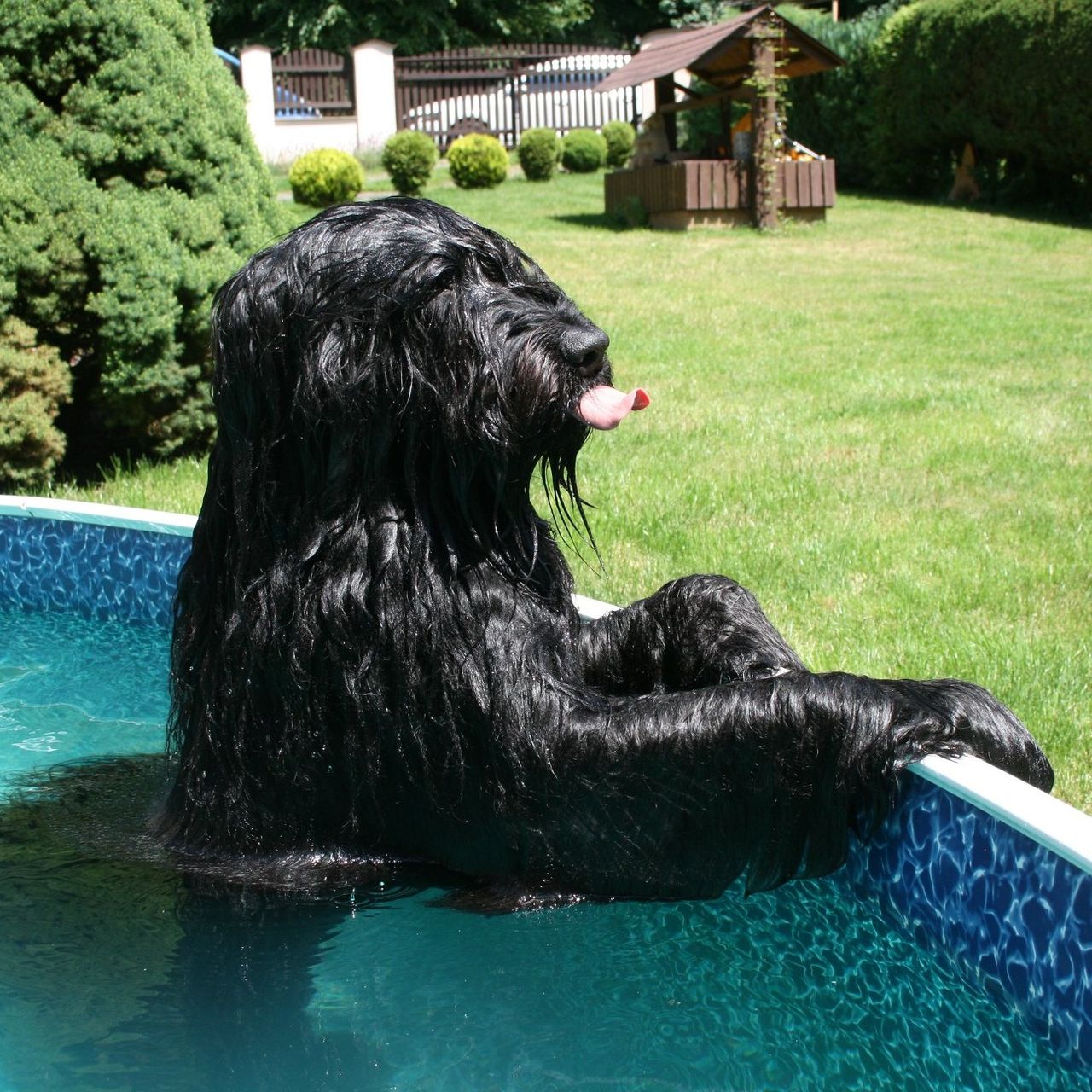 Soutěžní fotografie - JACK,  Briard