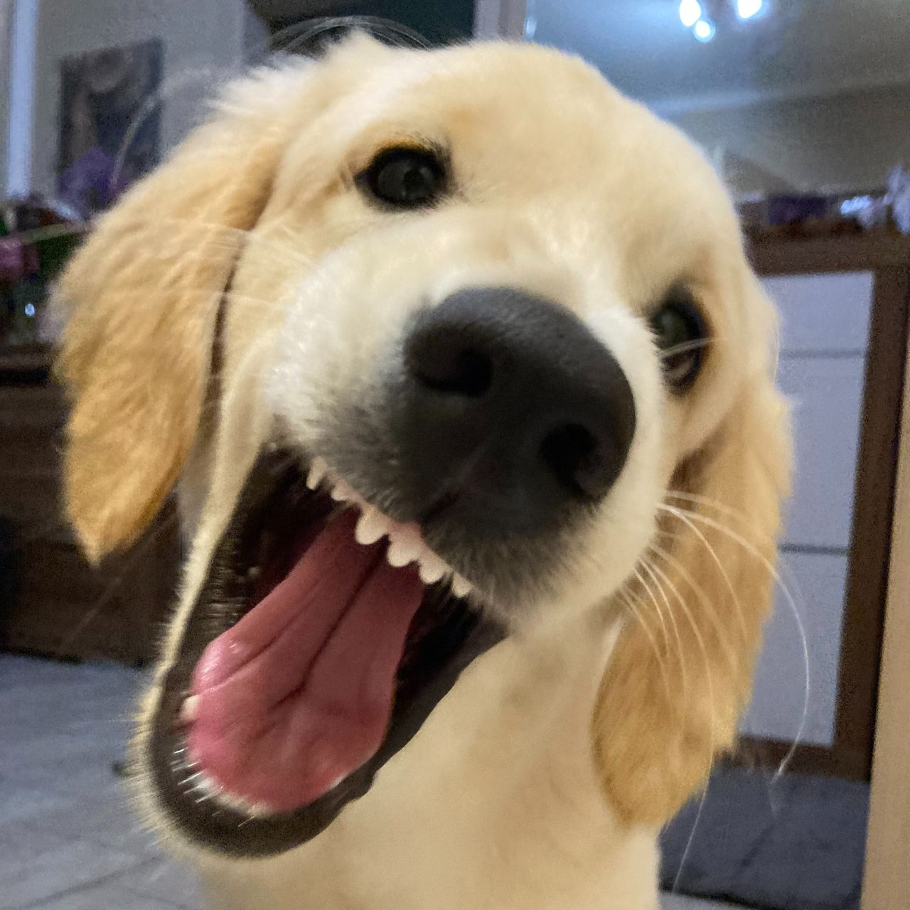 Soutěžní fotografie - Majla,  Zlatý retriever