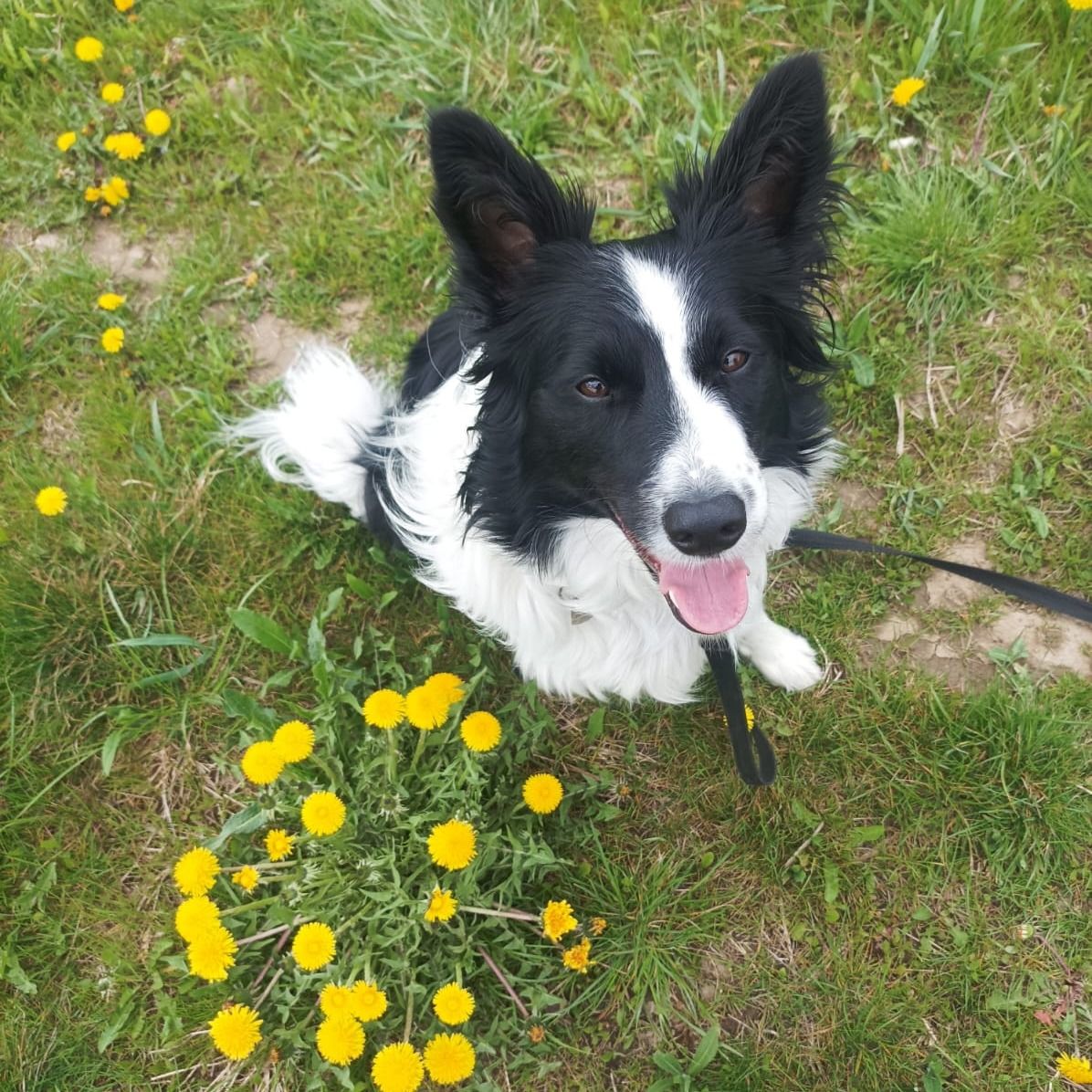 Soutěžní fotografie - Bonny,  Border kolie