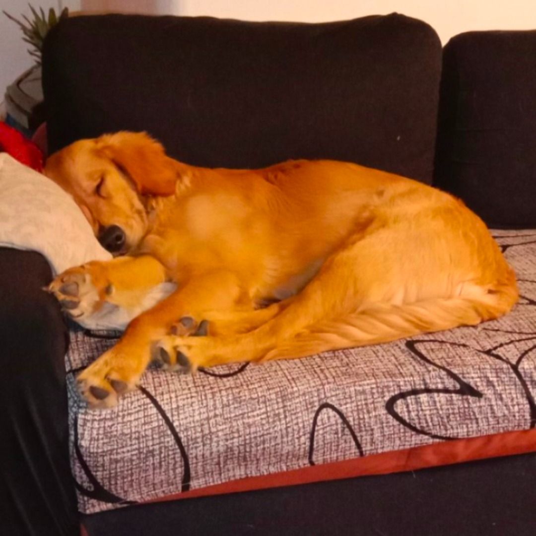Soutěžní fotografie - Max,  Zlatý retriever