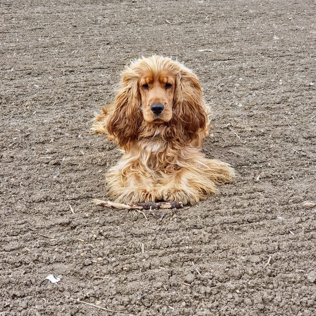 Soutěžní fotografie - Buddy,  Anglický kokršpaněl