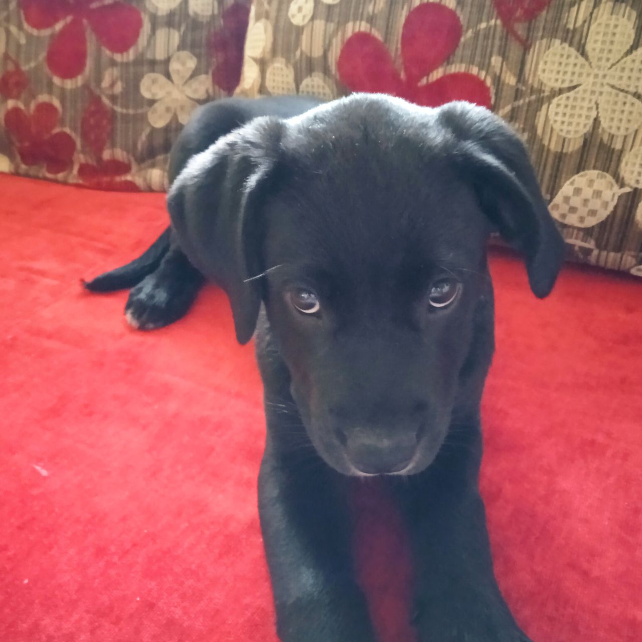 Soutěžní fotografie - Amy,  Labradorský retriever