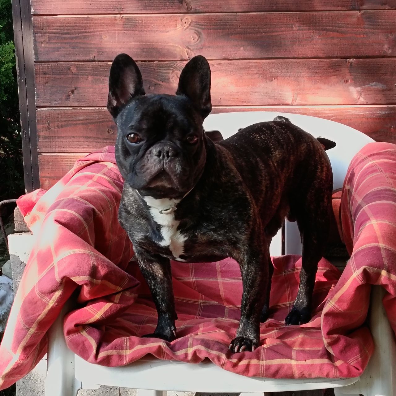 Soutěžní fotografie - Ozzy,  Francouzský buldoček