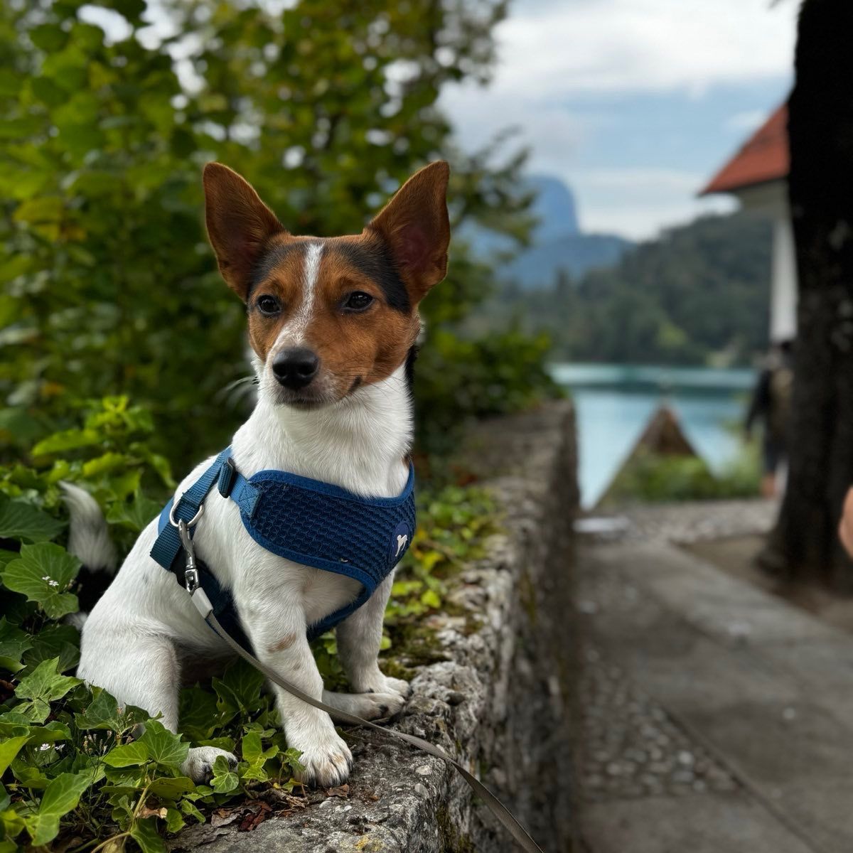Soutěžní fotografie - Vincent,  Jack Russell Teriér