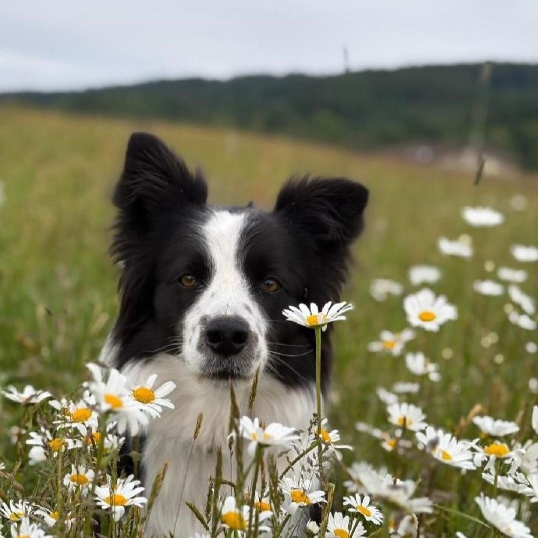 Soutěžní fotografie - AMY,  Border kolie