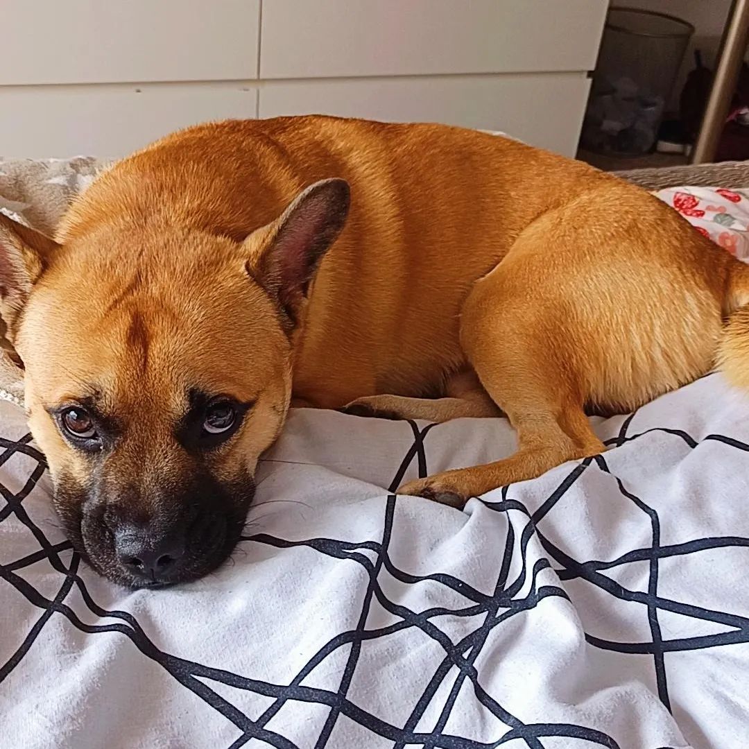 Soutěžní fotografie - Dino,  Shiba