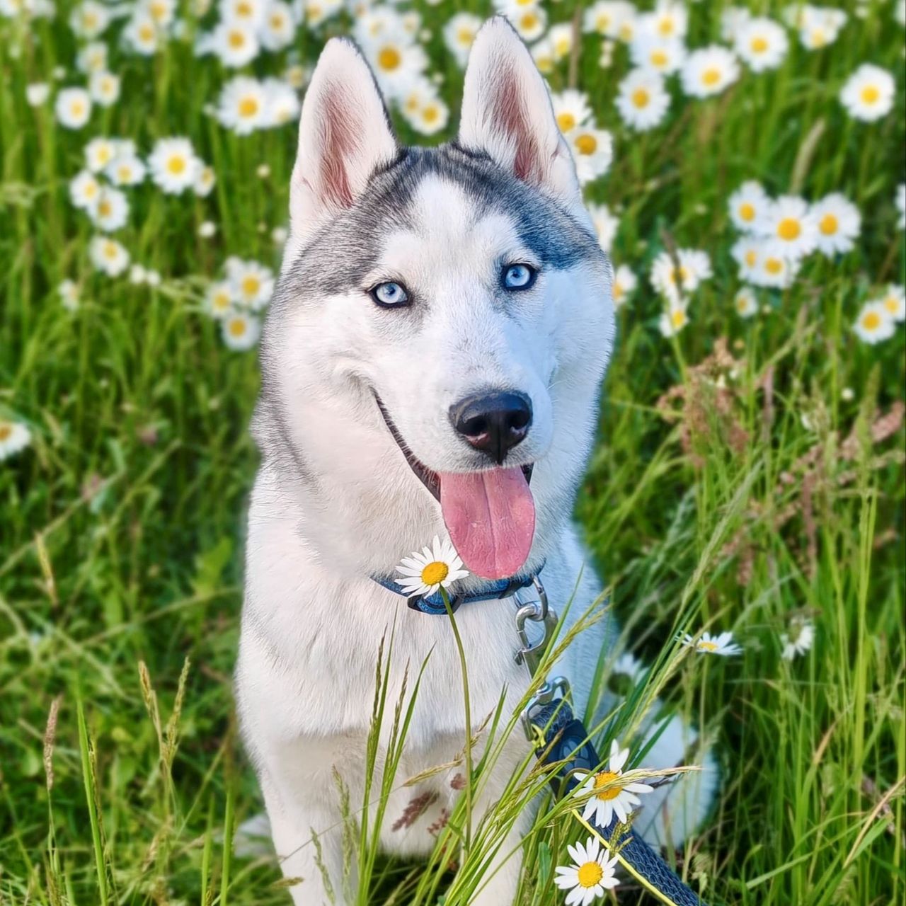 Soutěžní fotografie - Akim,  Sibiřský husky