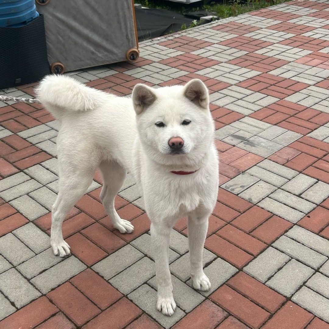 Soutěžní fotografie - Lucky,  Akita