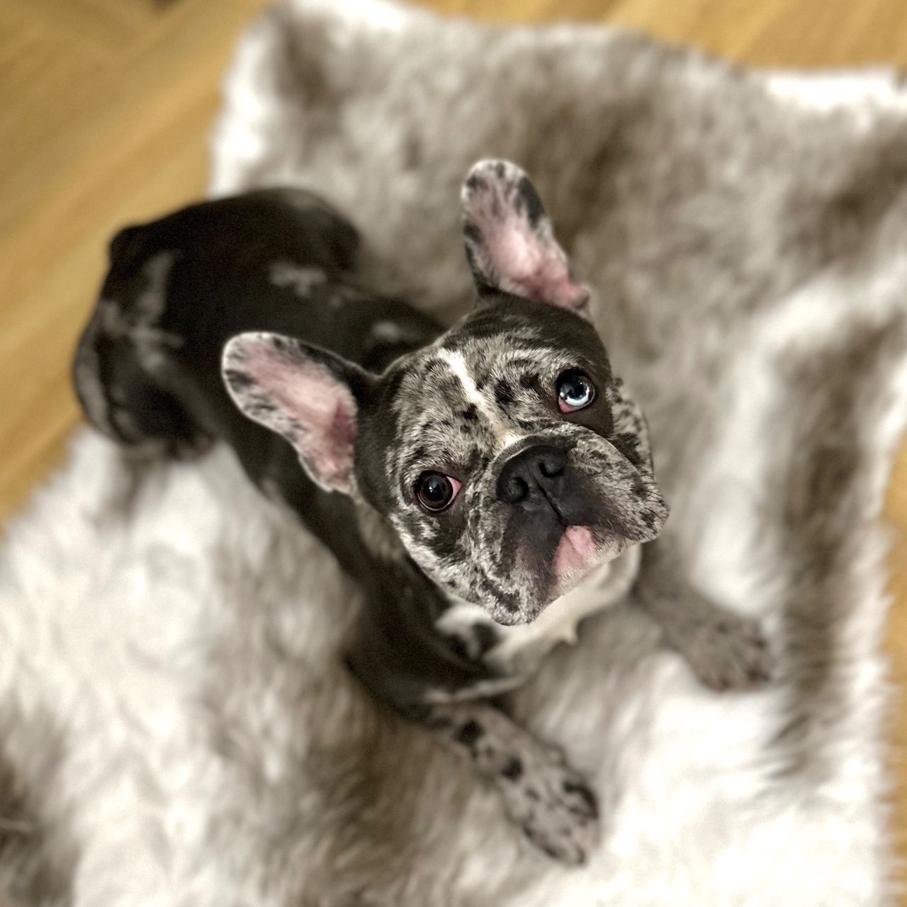 Soutěžní fotografie - Chiko,  Francouzský buldoček