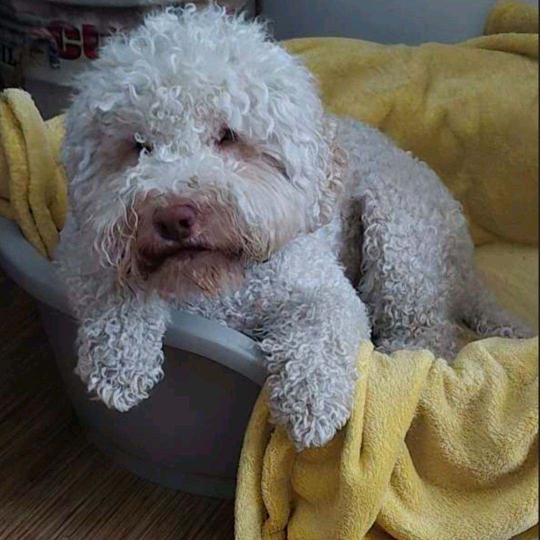 Soutěžní fotografie - Dianka,  Lagotto romagnolo