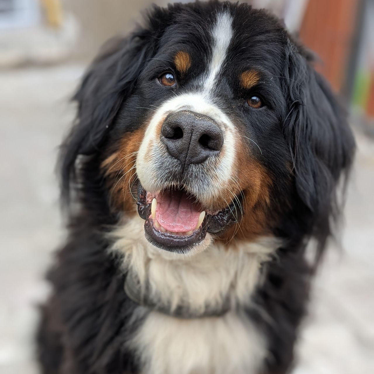 Soutěžní fotografie - Cassie,  Bernský salašnický pes