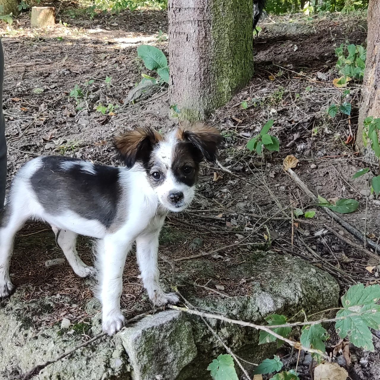 Soutěžní fotografie - Erik,  Papillon