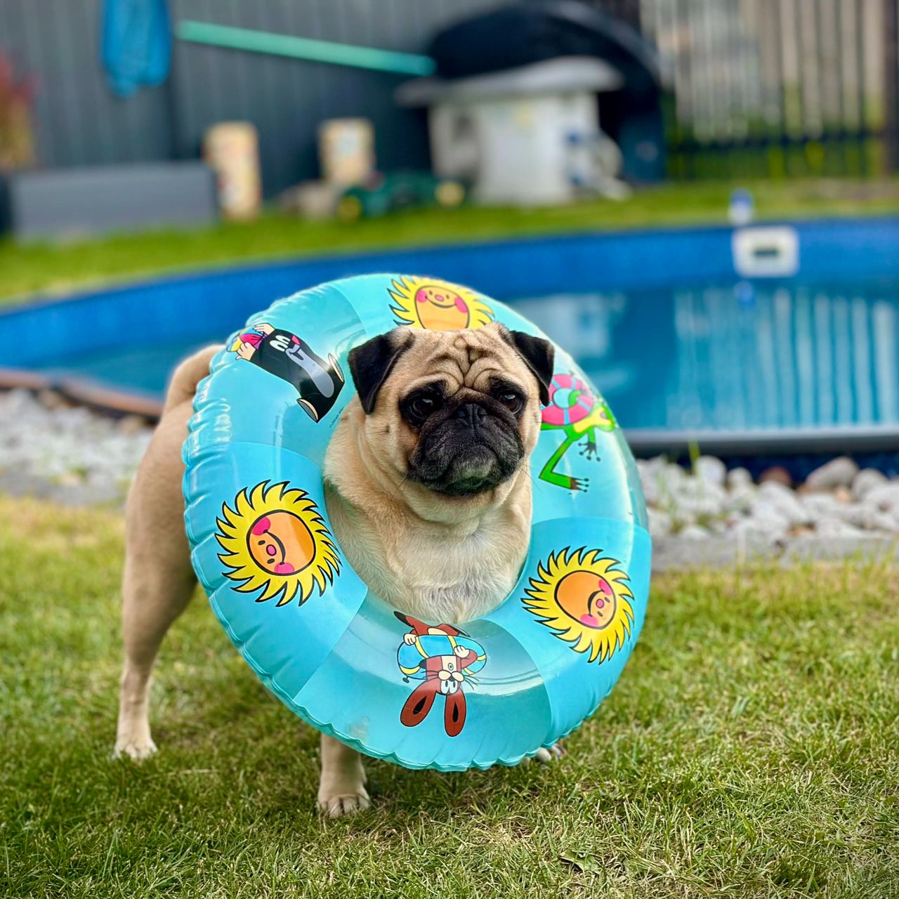 Soutěžní fotografie - Spajk,  Mops