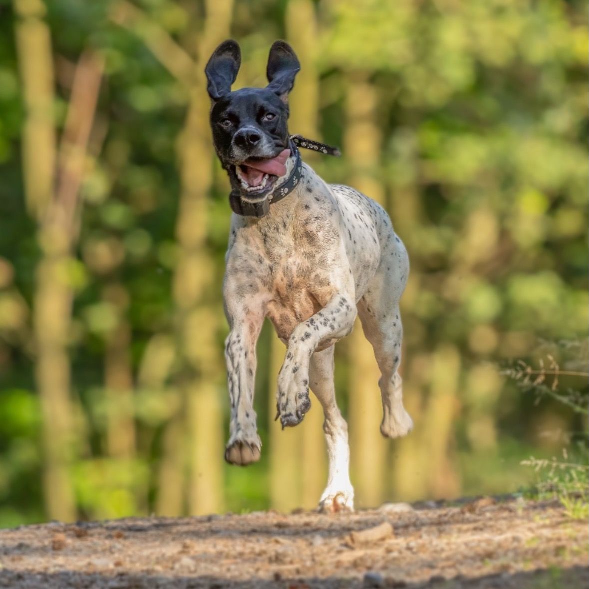 Soutěžní fotografie - Quirin,  Pointer