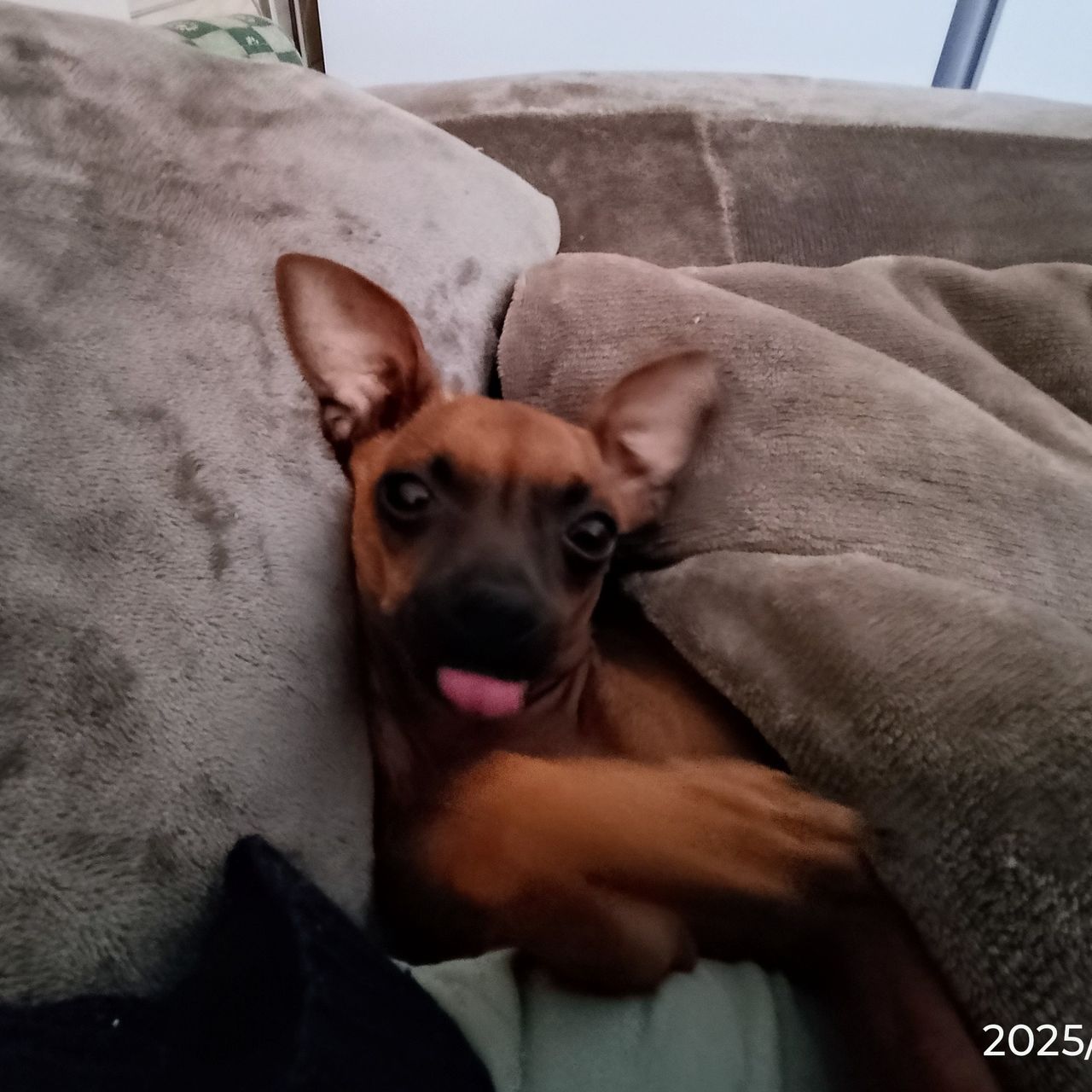 Soutěžní fotografie - Fifinka,  Trpasličí pinč