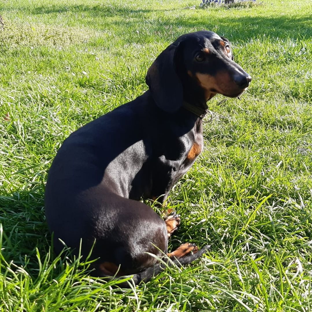 Soutěžní fotografie - Jessie,  Jezevčík