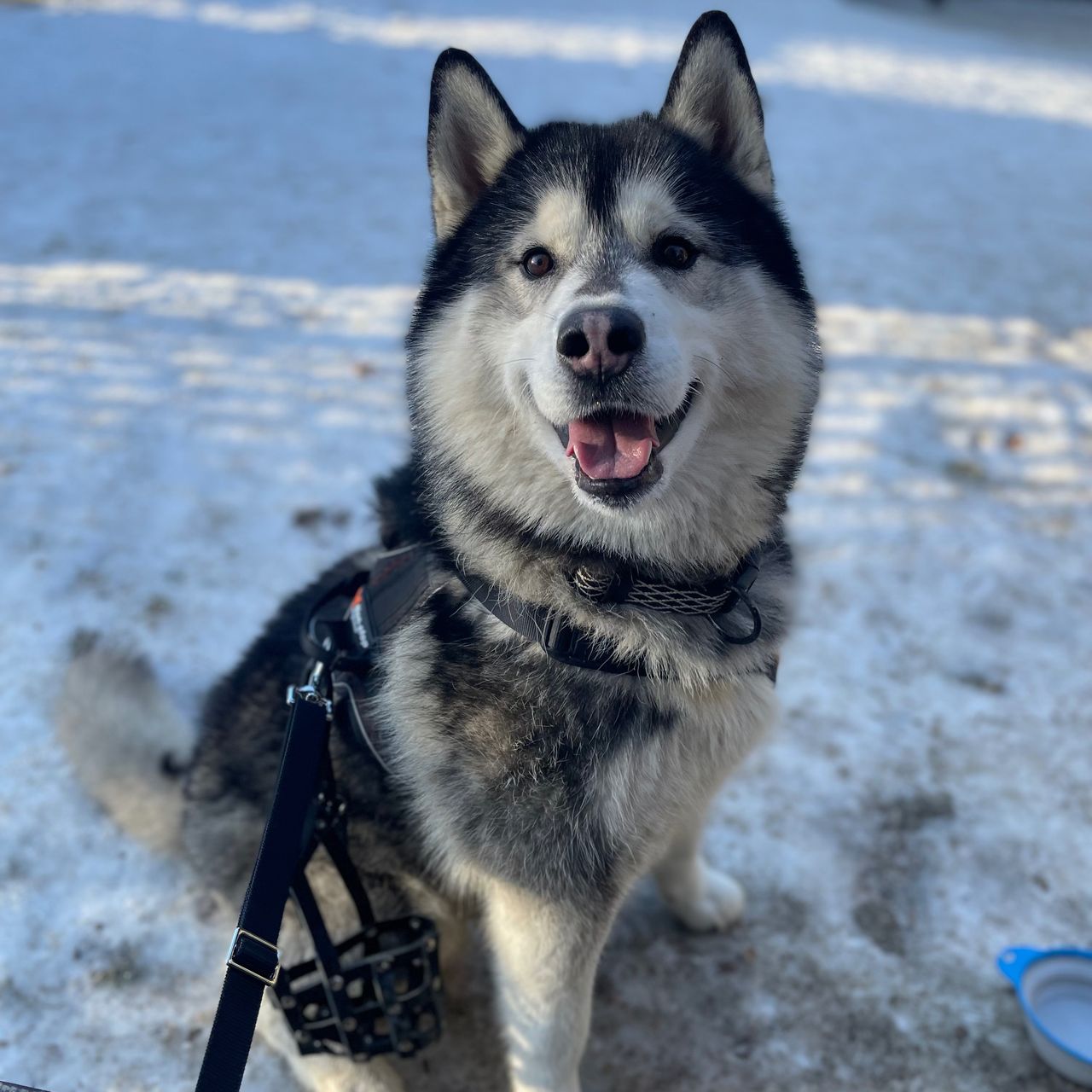 Soutěžní fotografie - Aslan,  Sibiřský husky