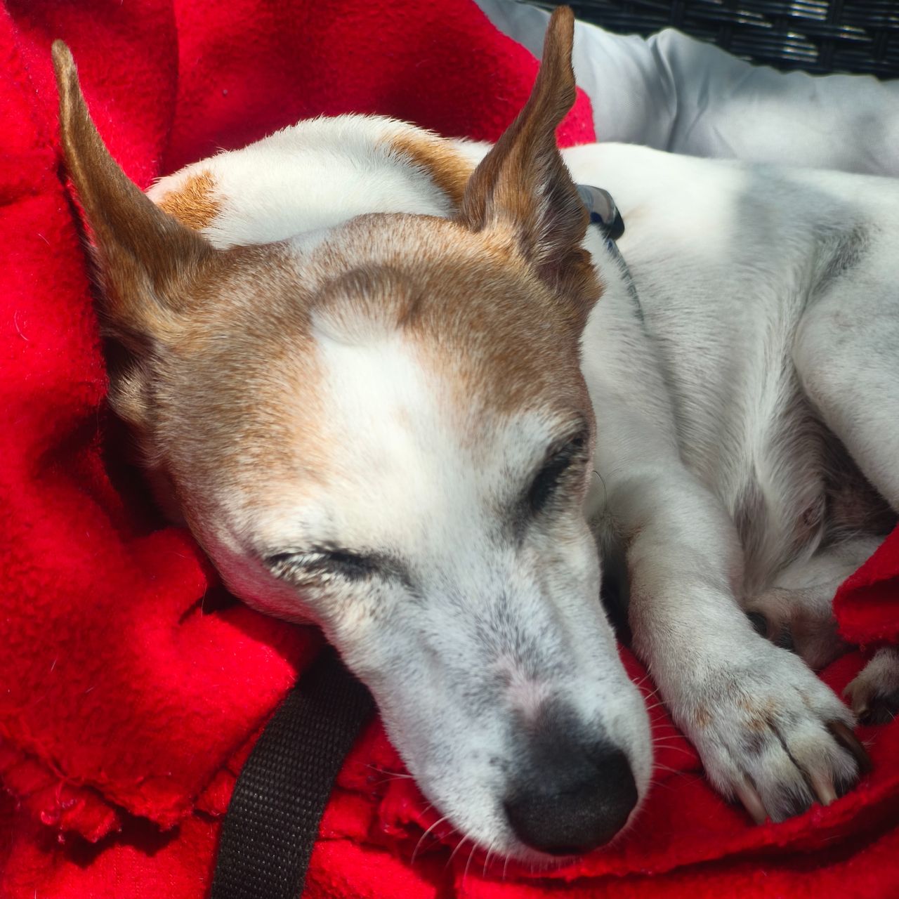 Soutěžní fotografie - Jessie,  Jack Russell Teriér