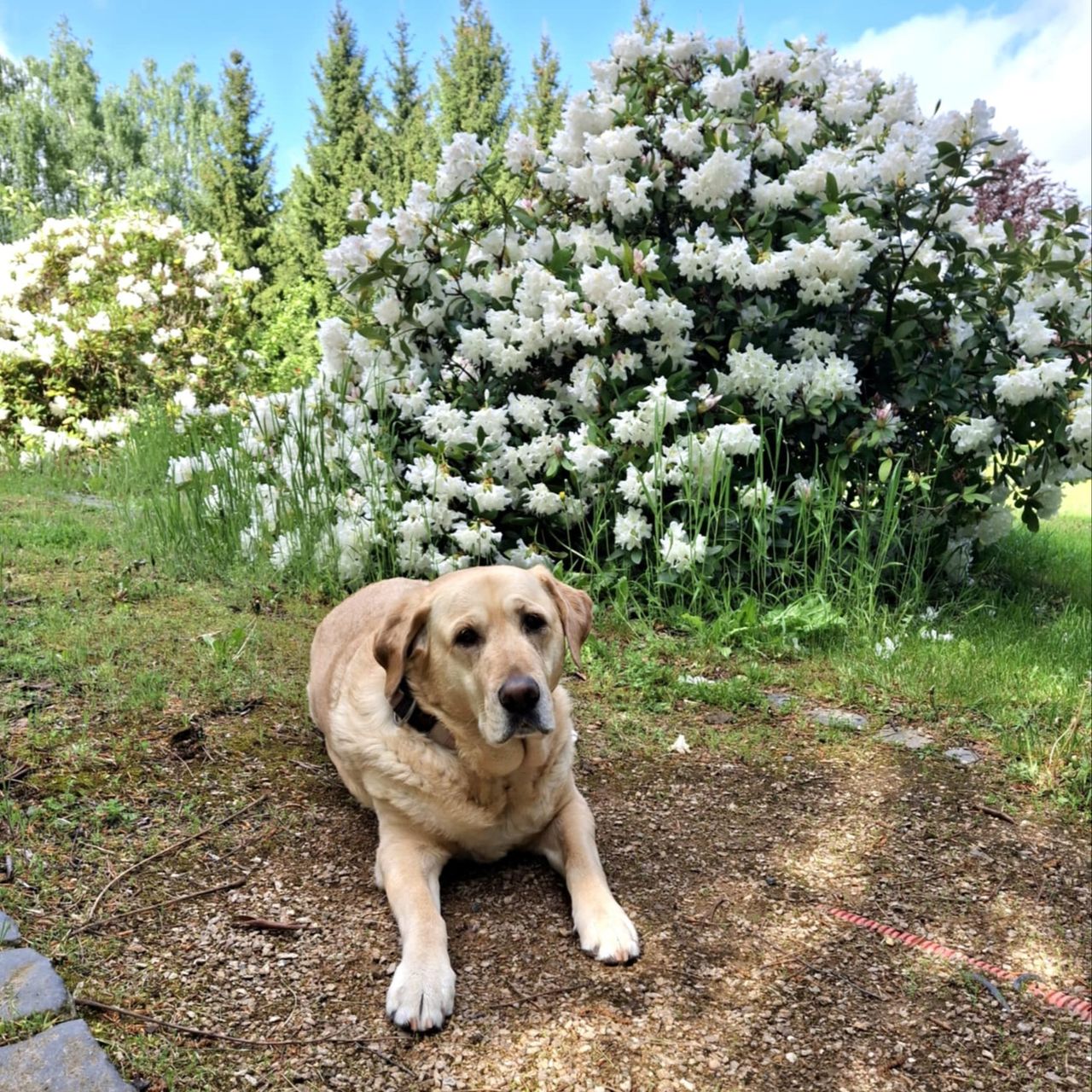 Soutěžní fotografie - Sofinka,  Labradorský retriever