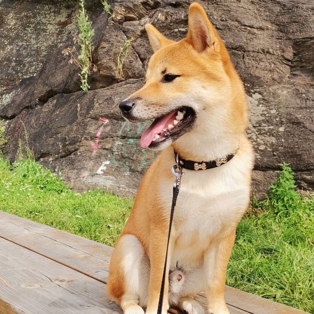 Soutěžní fotografie - Méďa,  Shiba
