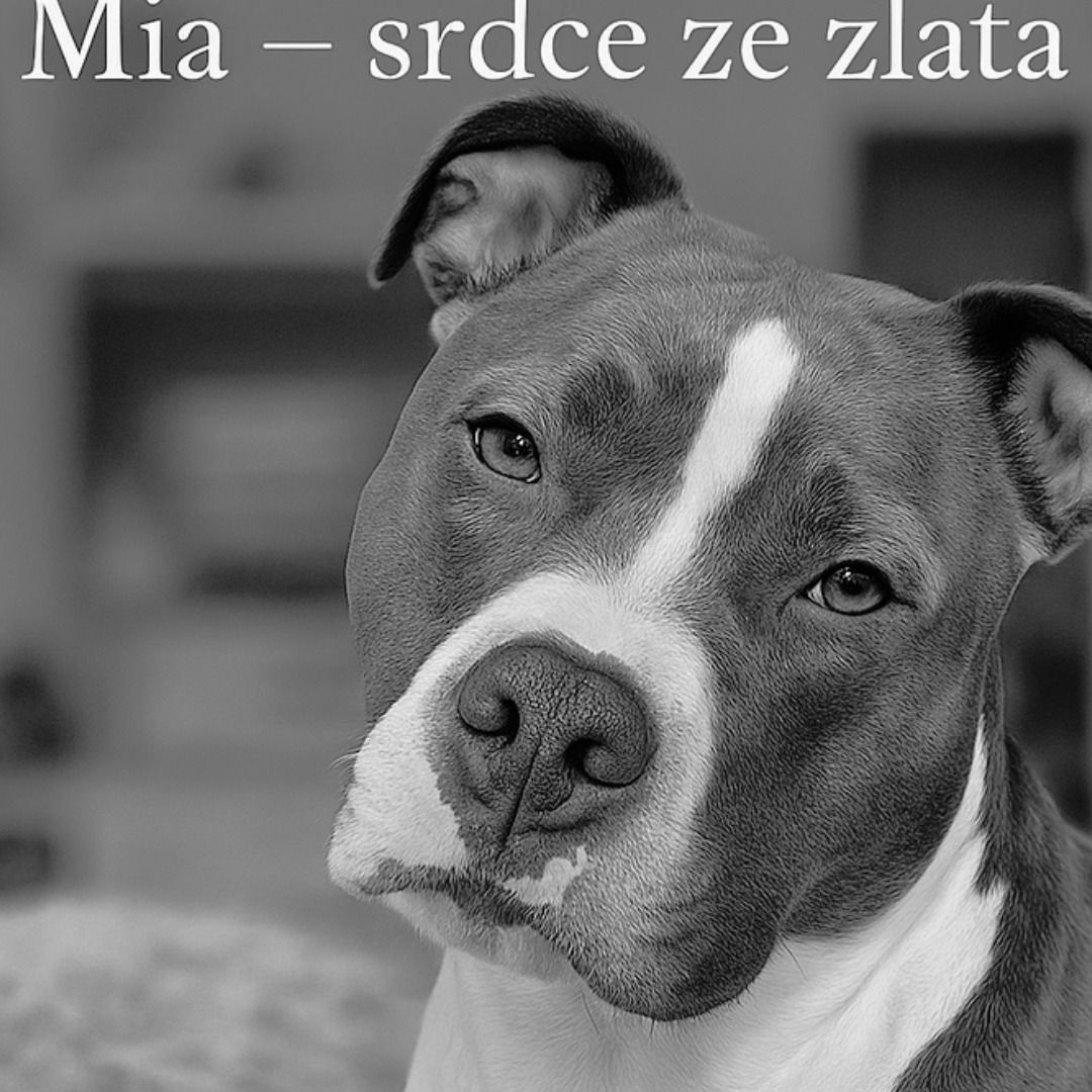 Soutěžní fotografie - Mia,  Americký stafordširský terier