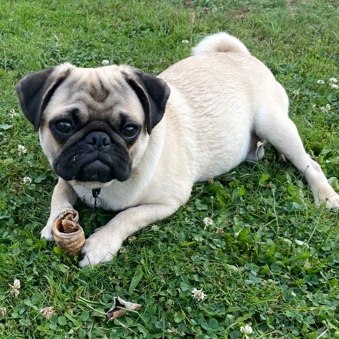Soutěžní fotografie - Bobo,  Mops