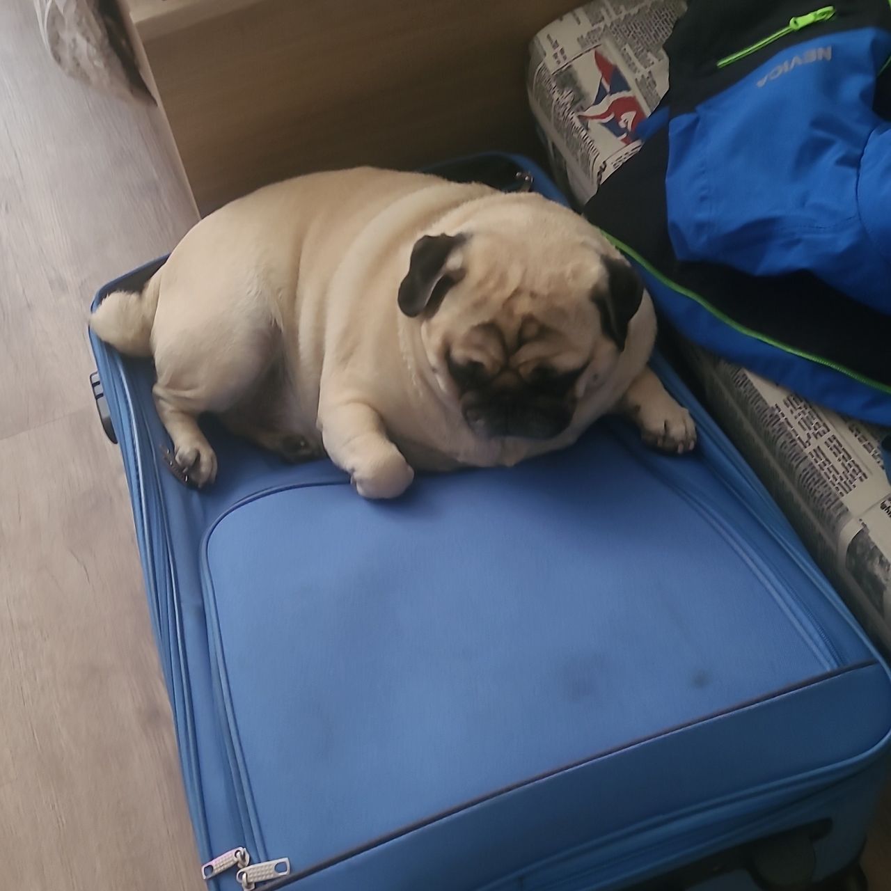 Soutěžní fotografie - Spajk,  Mops