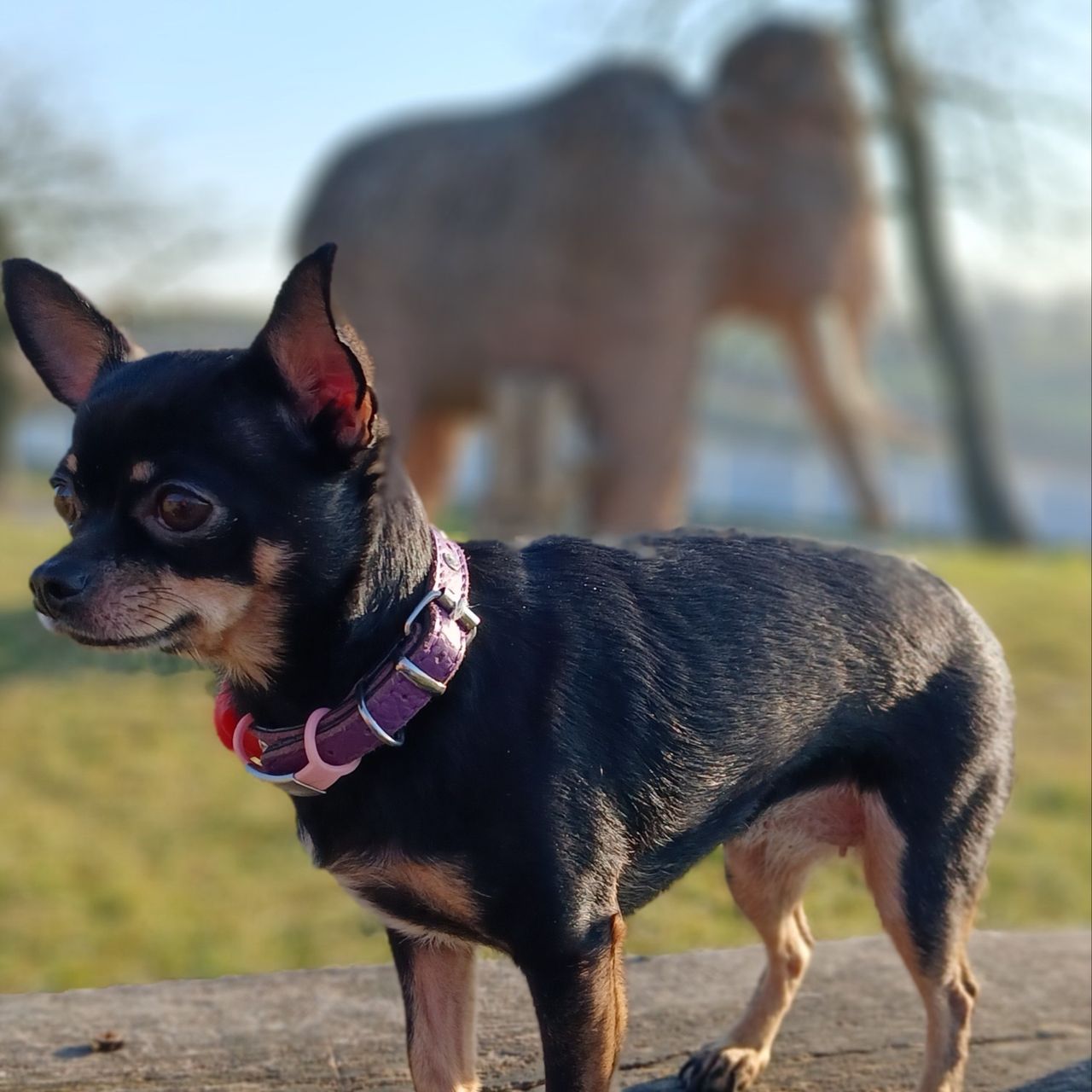 Soutěžní fotografie - Lucinka,  Čivava
