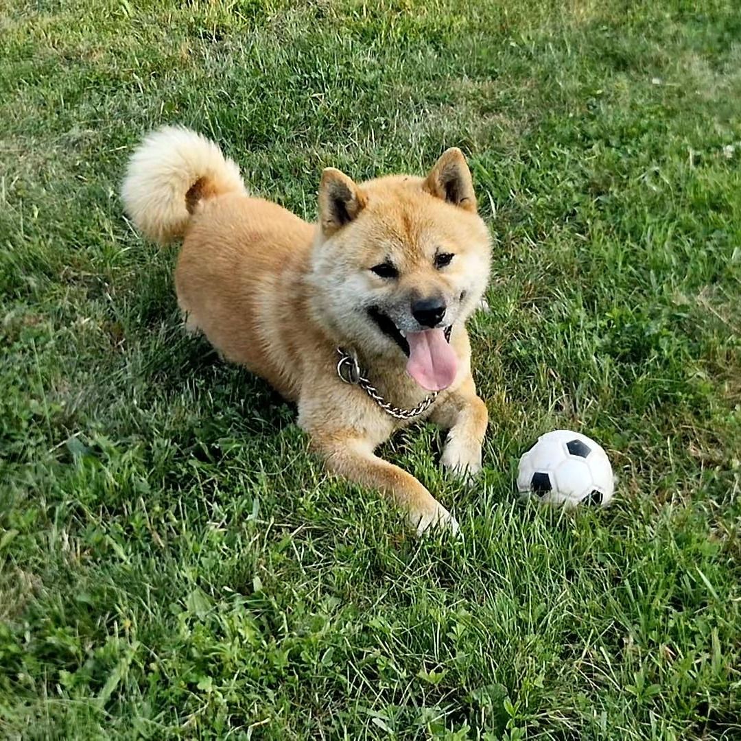 Soutěžní fotografie - Scorch,  Shiba