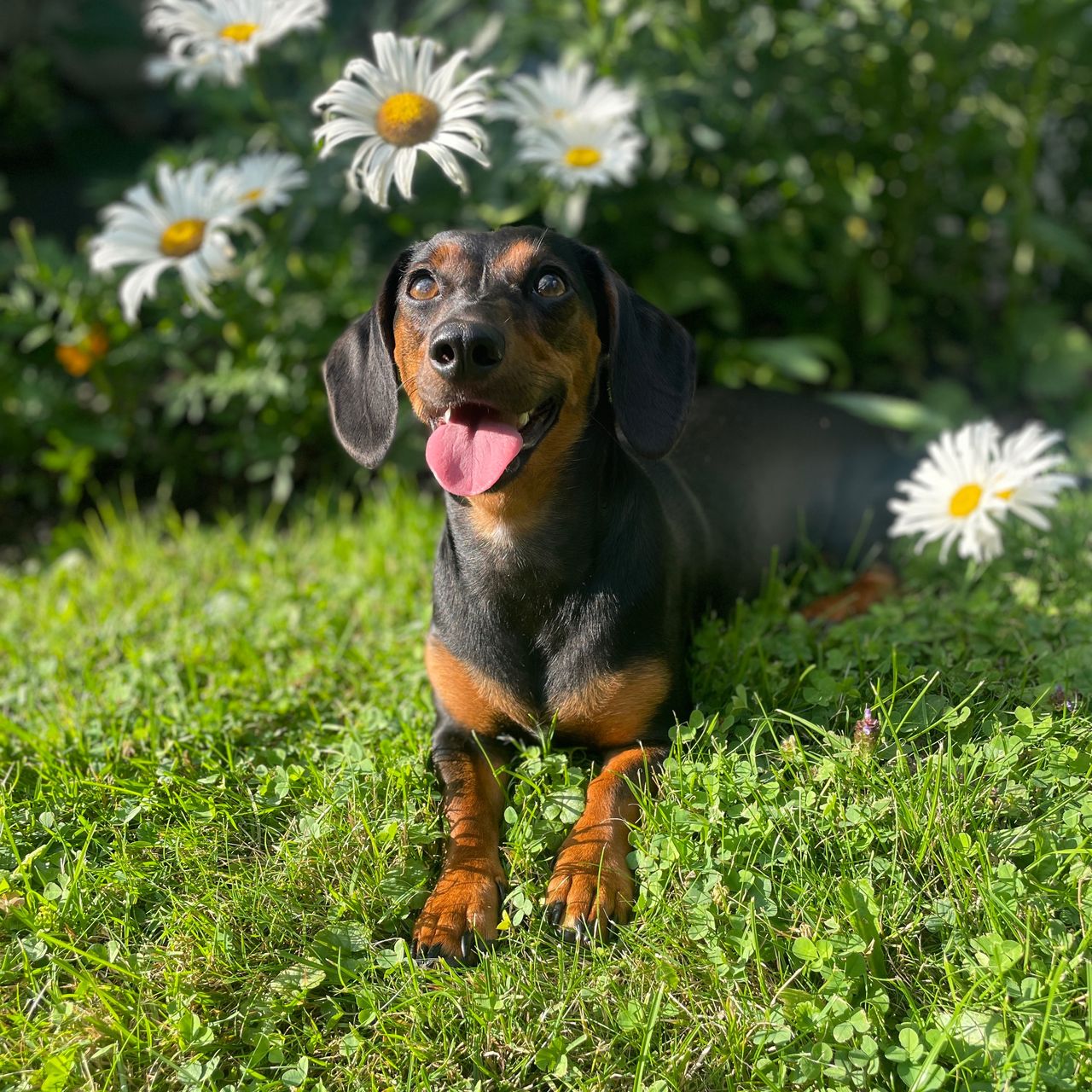 Soutěžní fotografie - Maggie,  Jezevčík