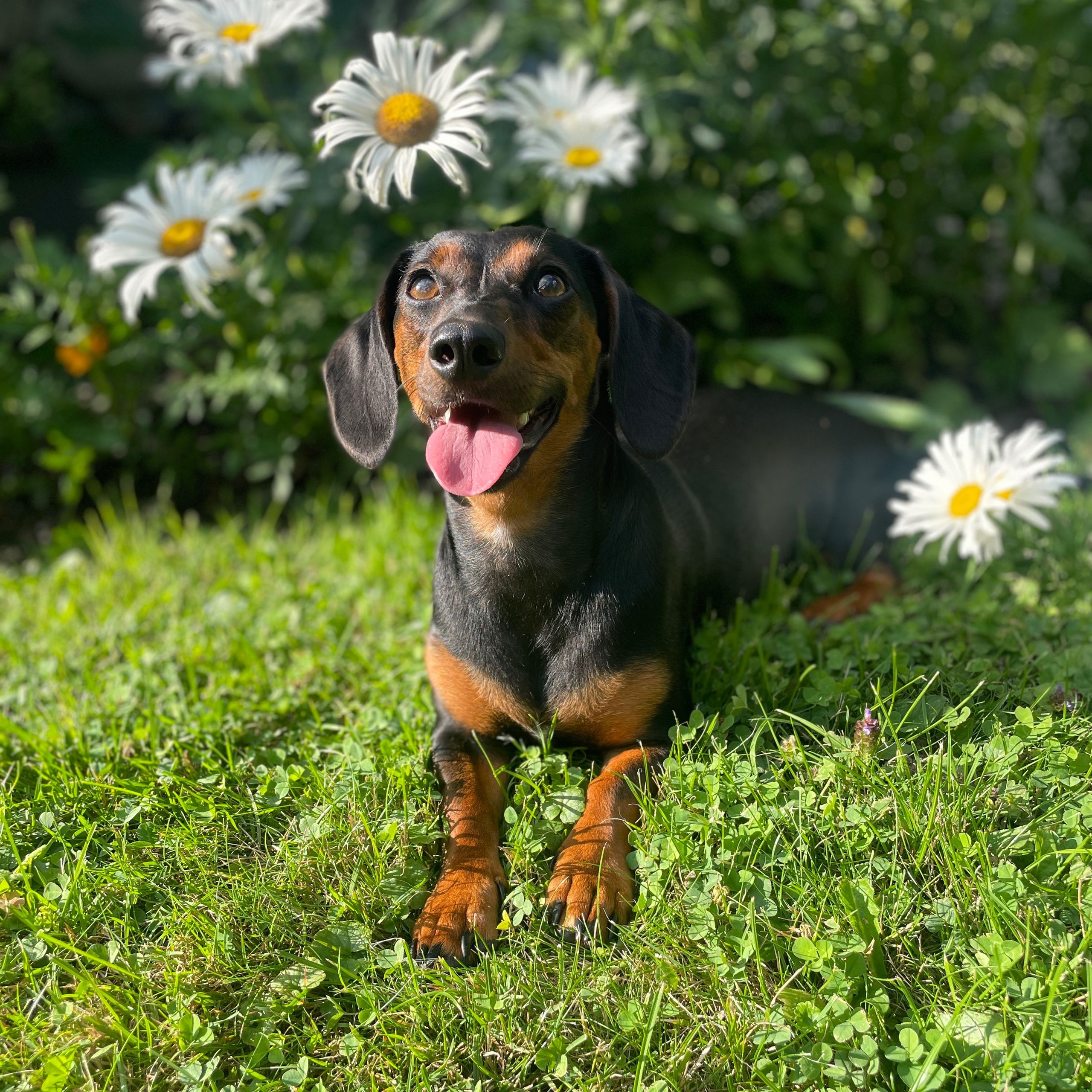 Soutěžní fotografie - Maggie,  Jezevčík