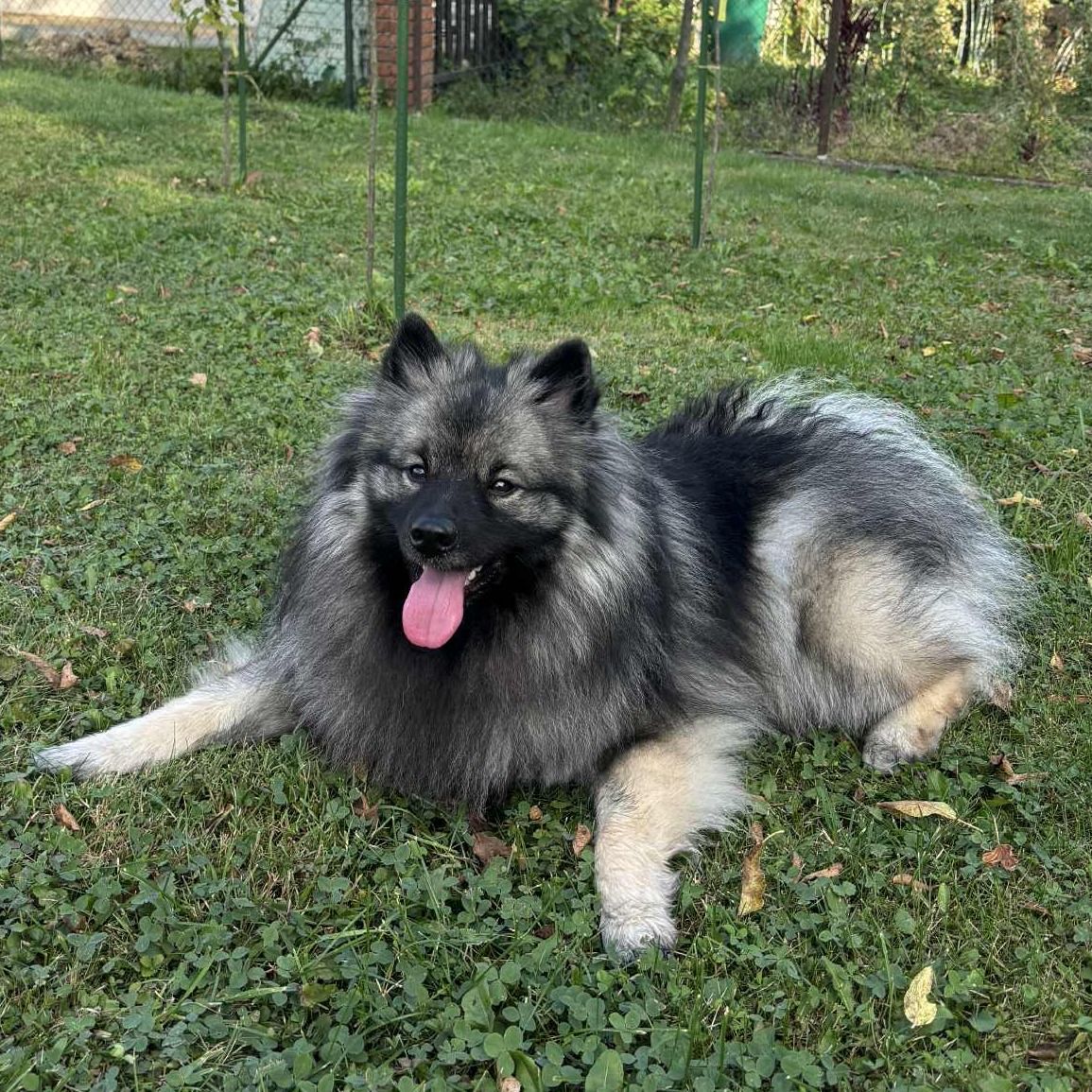 Soutěžní fotografie - Freya,  Německý špic vlčí
